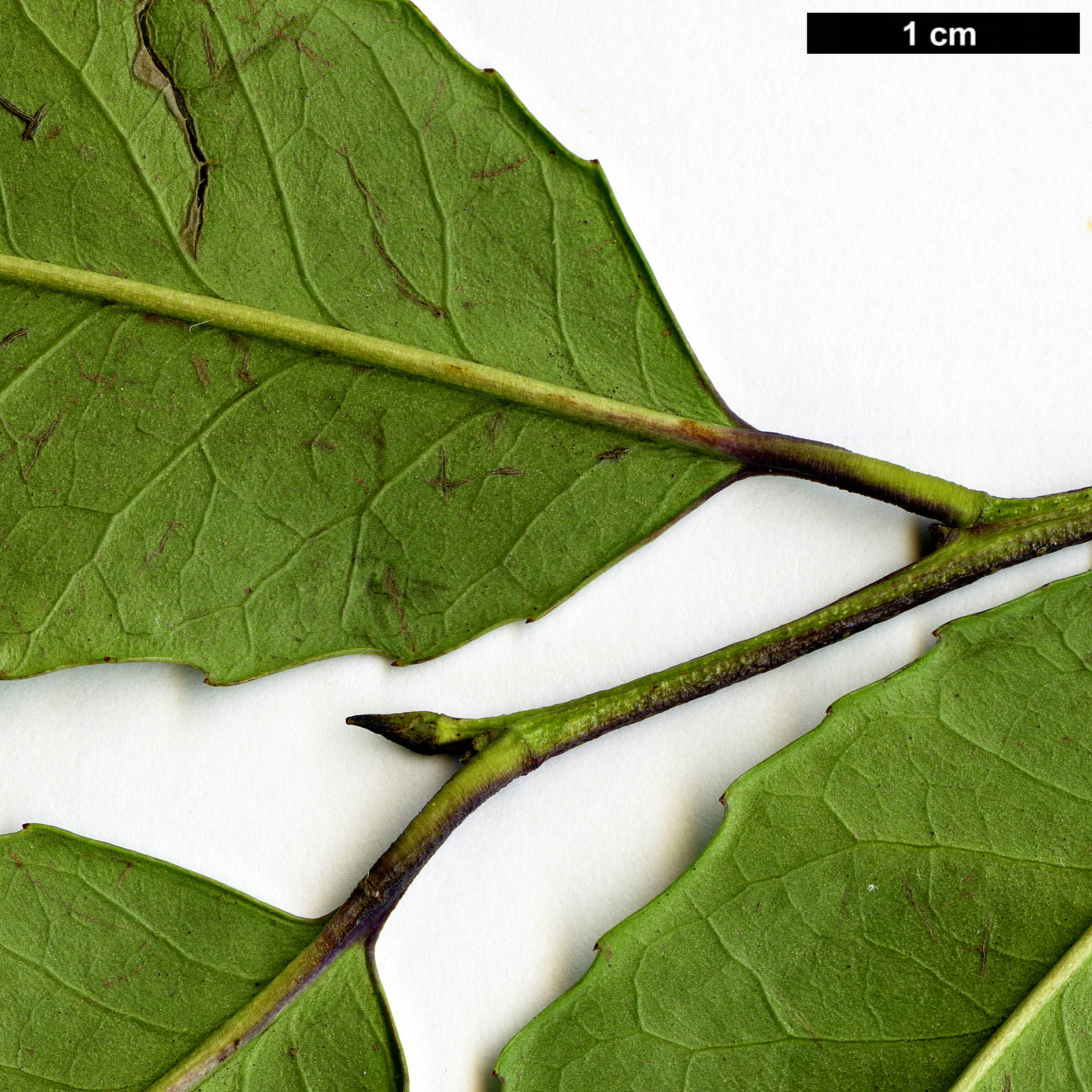 High resolution image: Family: Aquifoliaceae - Genus: Ilex - Taxon: corallina