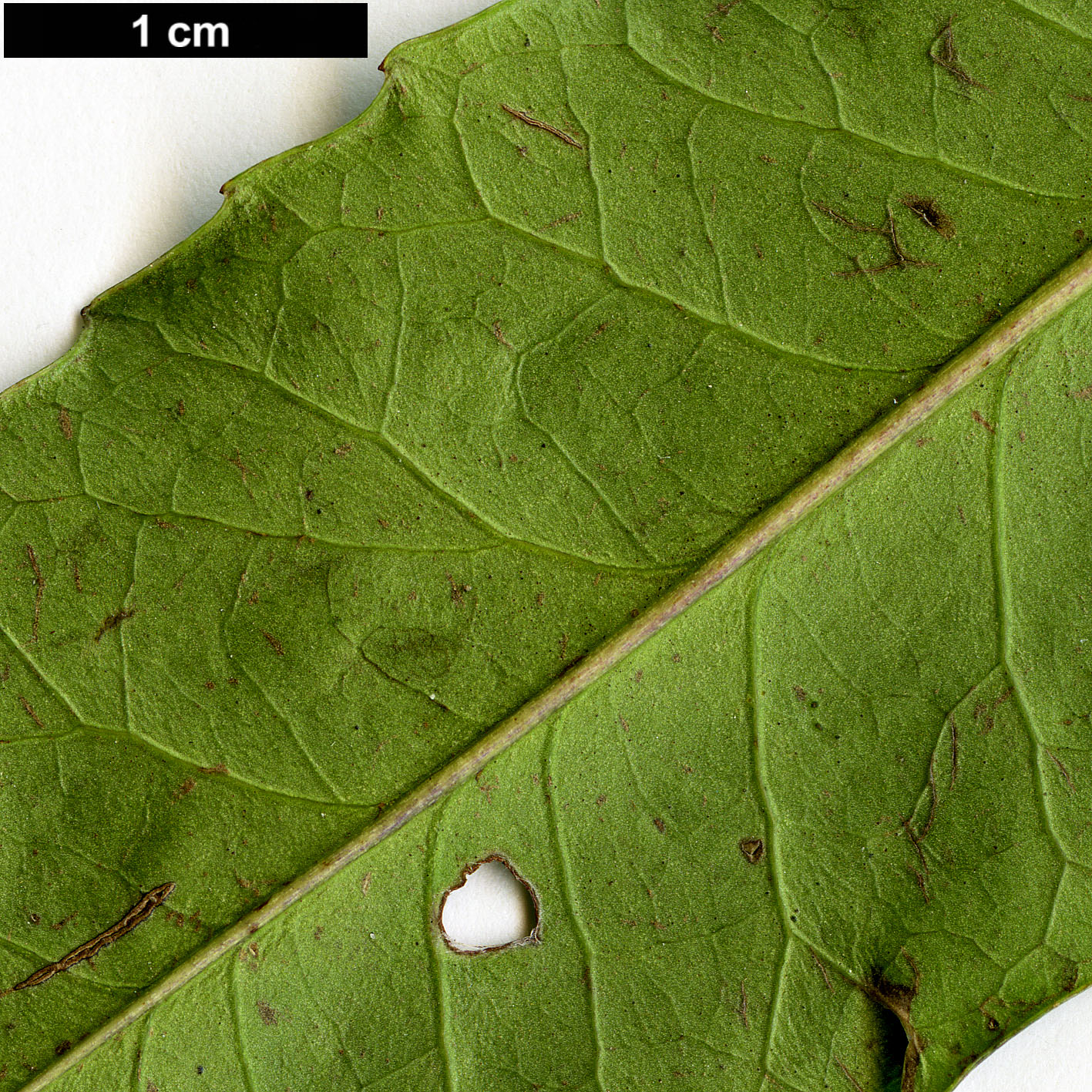 High resolution image: Family: Aquifoliaceae - Genus: Ilex - Taxon: corallina