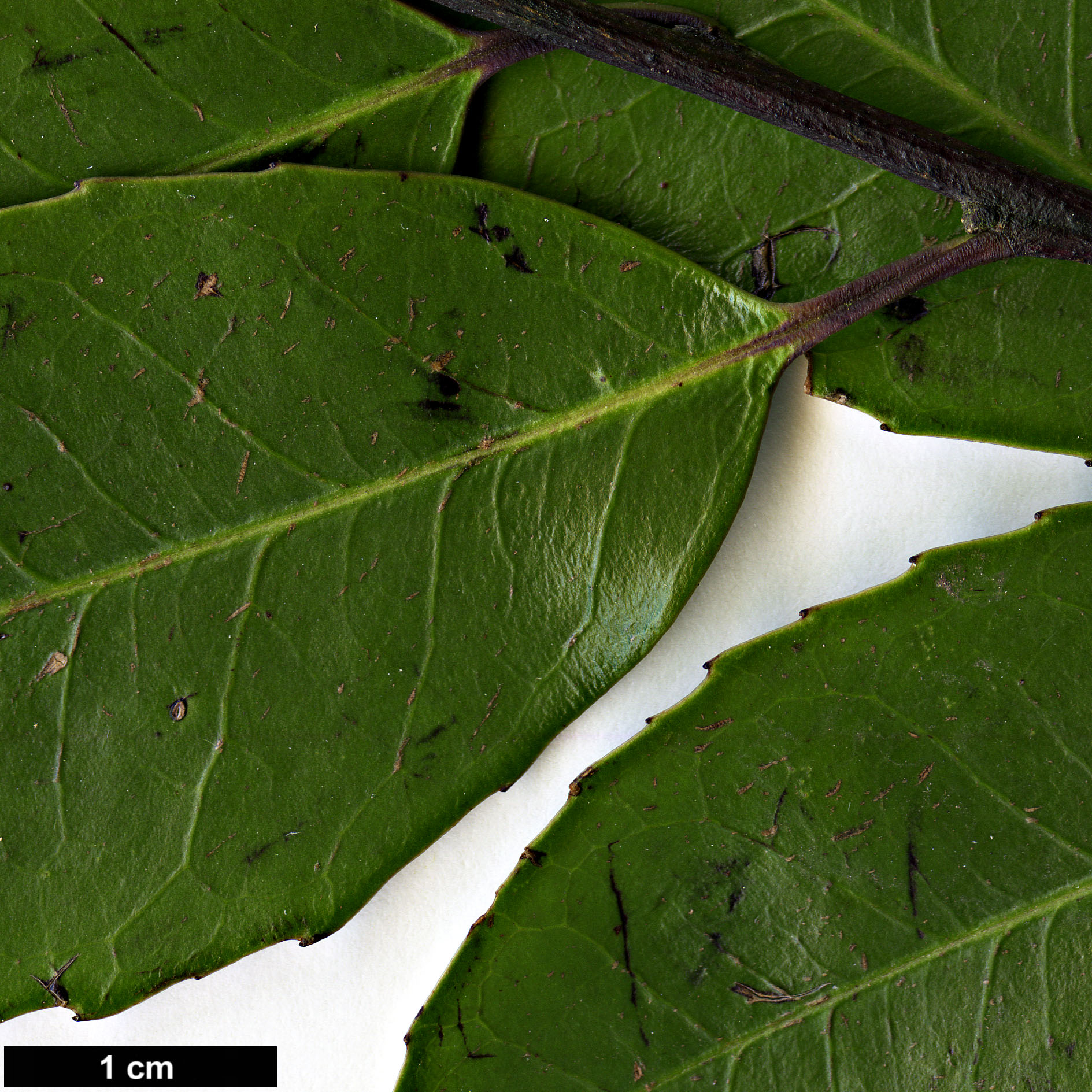 High resolution image: Family: Aquifoliaceae - Genus: Ilex - Taxon: corallina