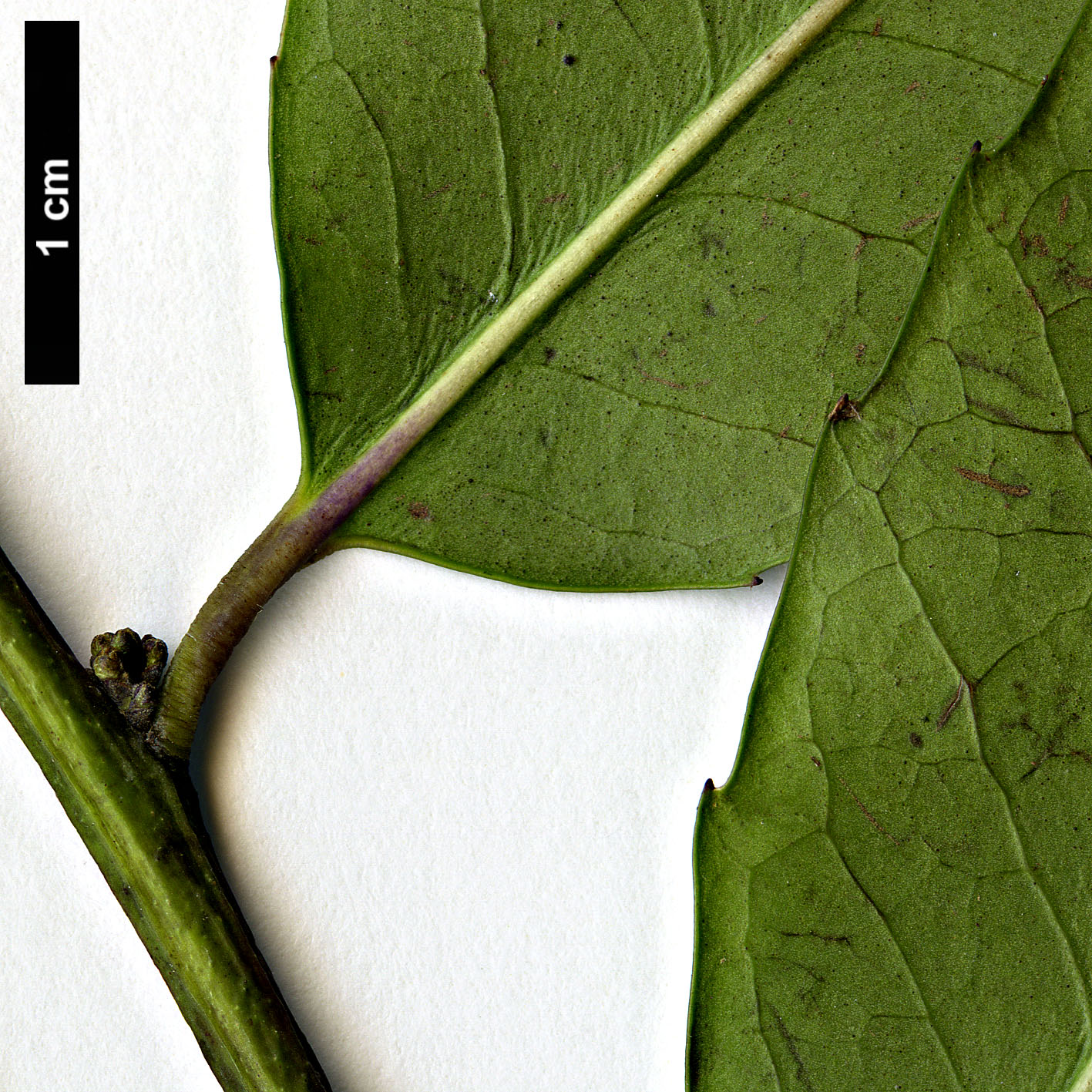 High resolution image: Family: Aquifoliaceae - Genus: Ilex - Taxon: corallina