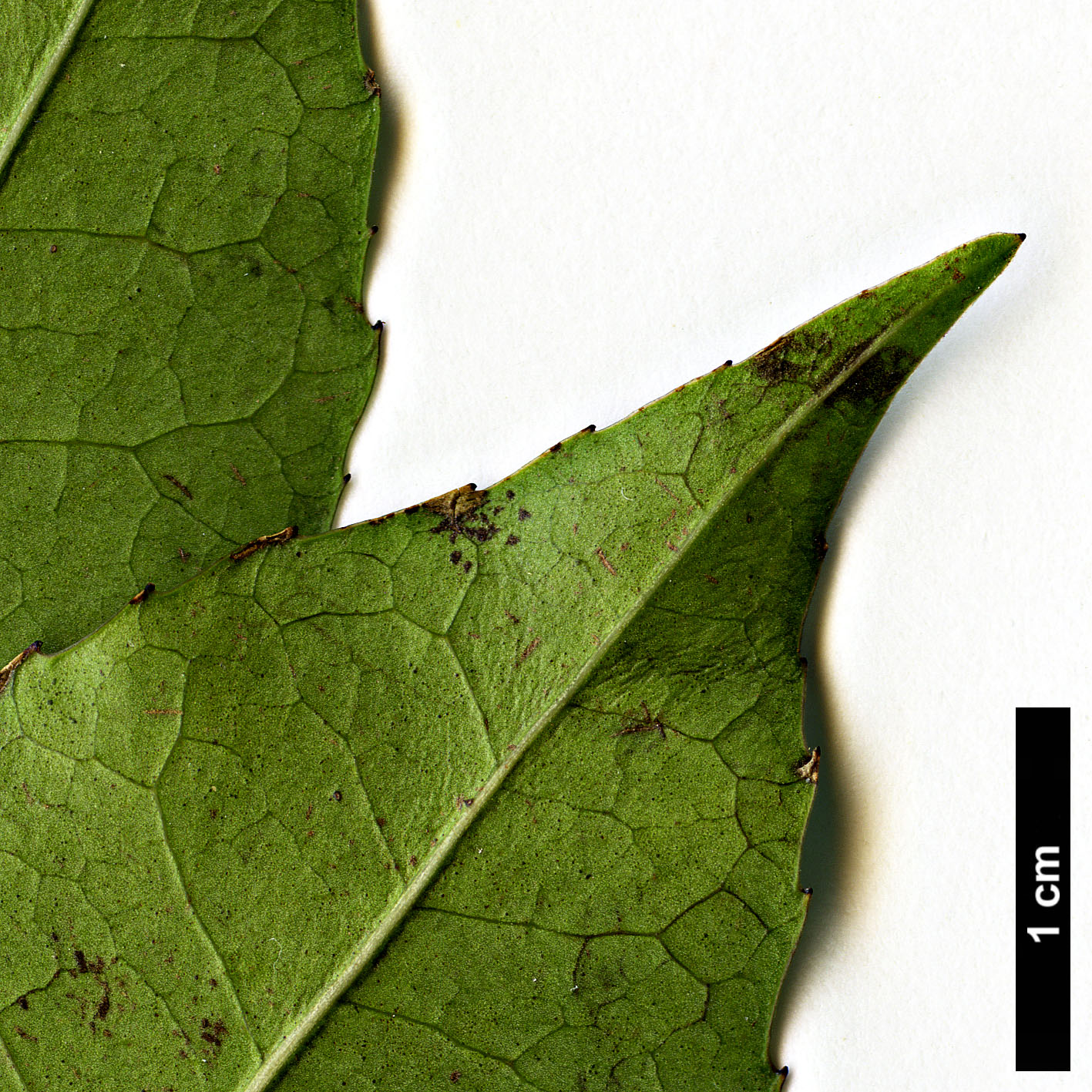 High resolution image: Family: Aquifoliaceae - Genus: Ilex - Taxon: corallina