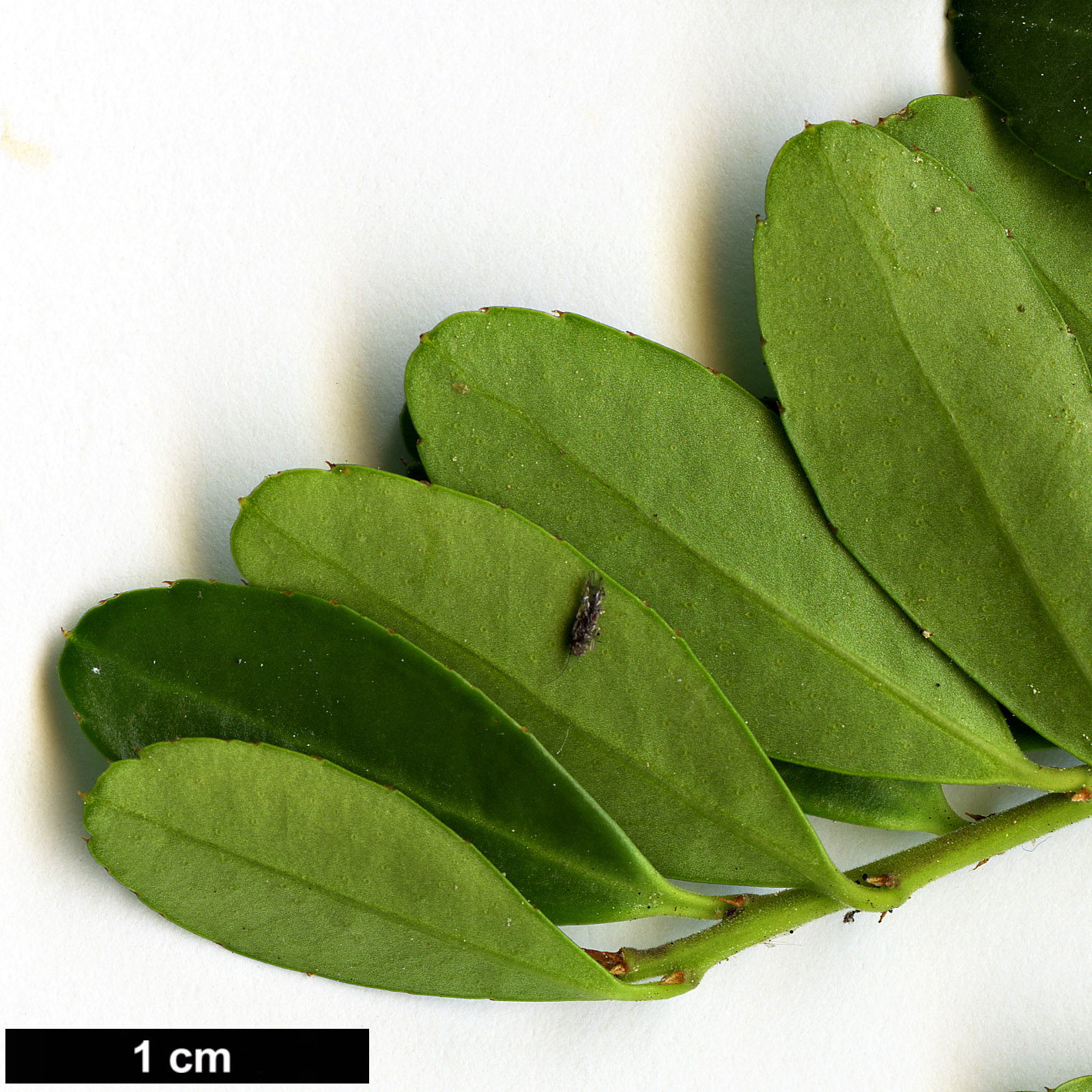 High resolution image: Family: Aquifoliaceae - Genus: Ilex - Taxon: crenata