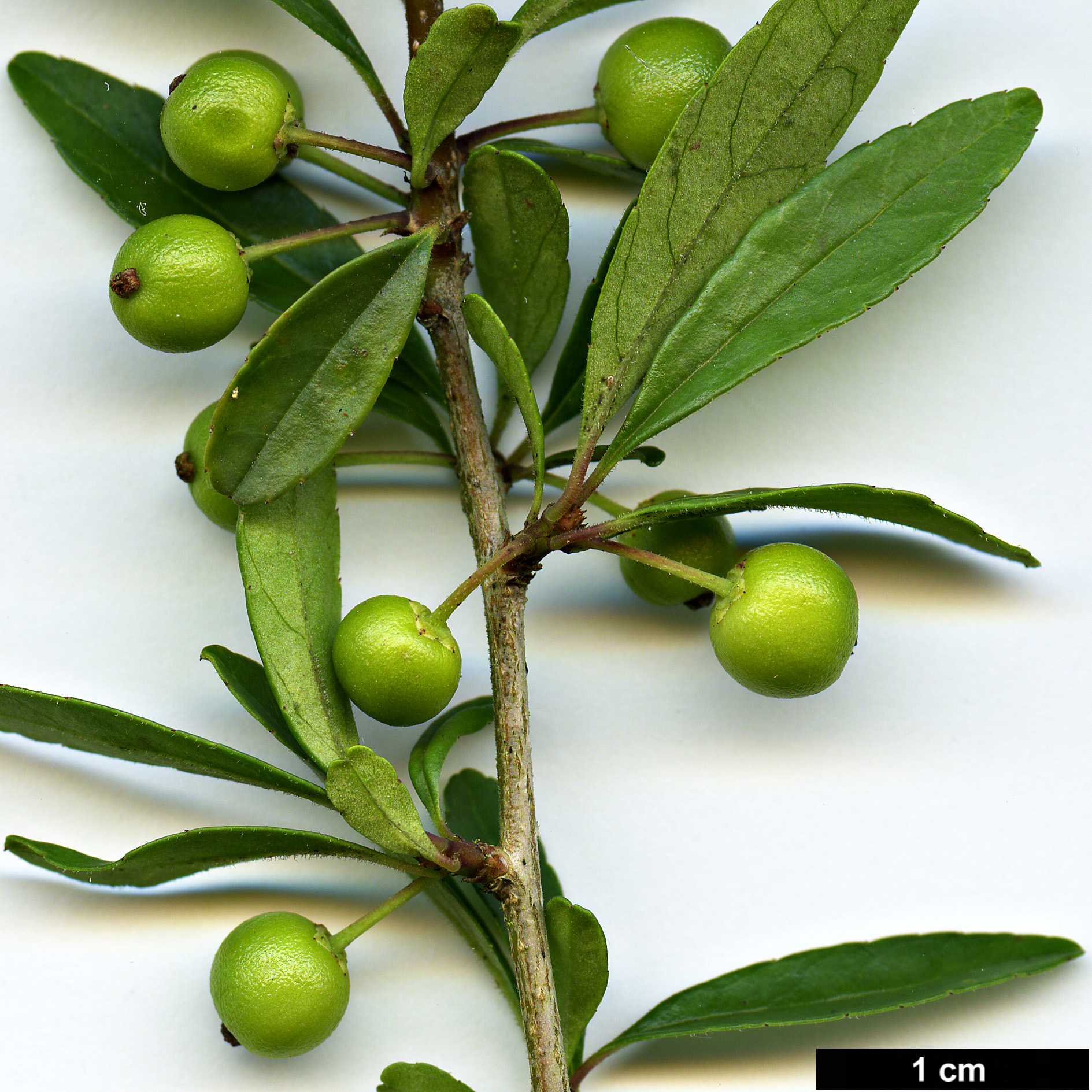 High resolution image: Family: Aquifoliaceae - Genus: Ilex - Taxon: curtisii