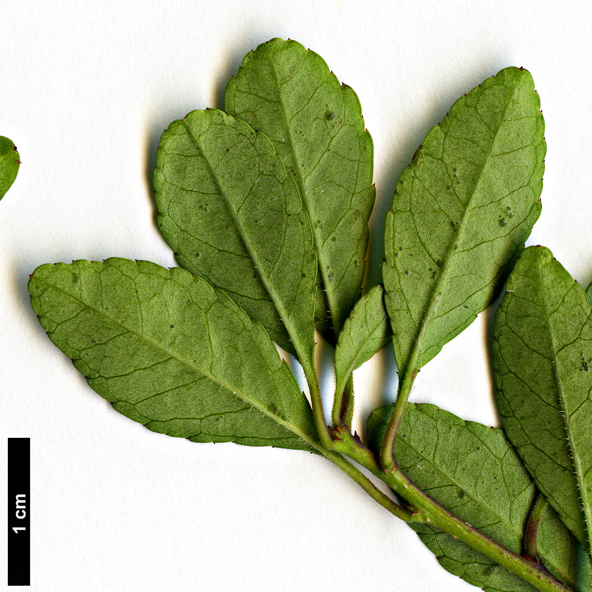 High resolution image: Family: Aquifoliaceae - Genus: Ilex - Taxon: curtisii