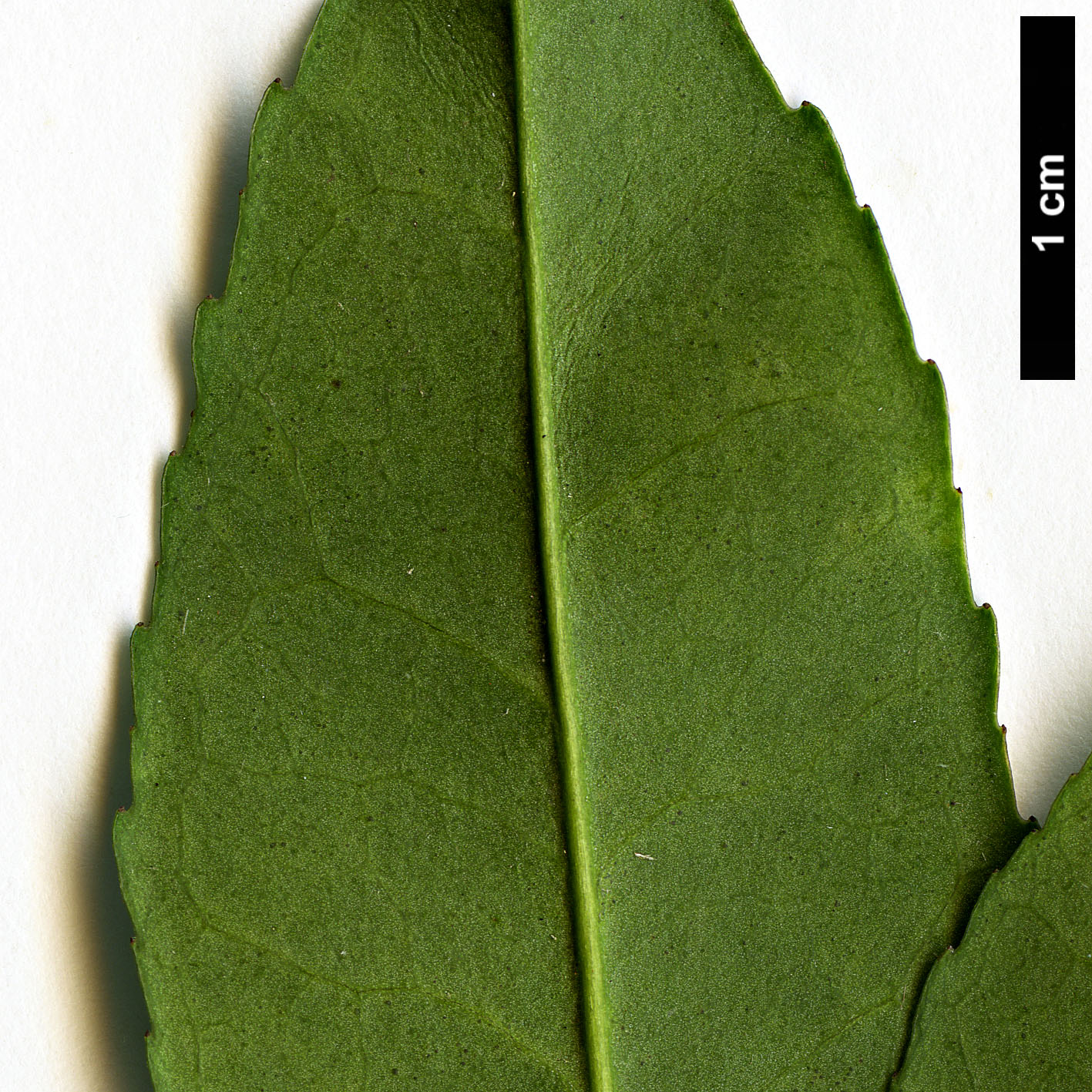 High resolution image: Family: Aquifoliaceae - Genus: Ilex - Taxon: cyrtura