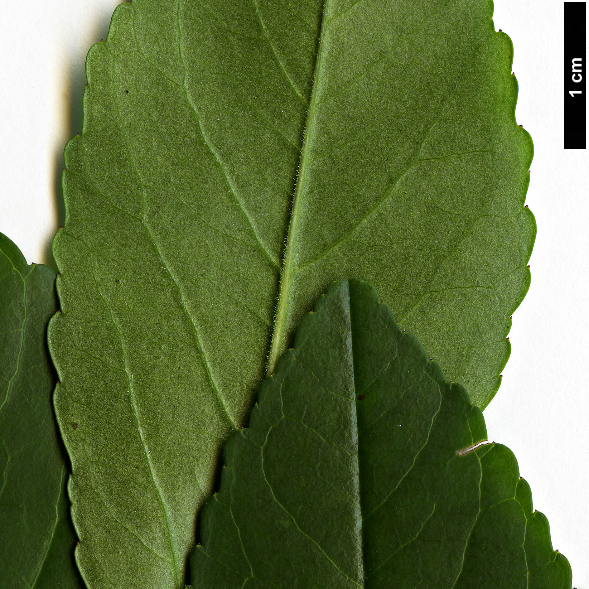 High resolution image: Family: Aquifoliaceae - Genus: Ilex - Taxon: decidua