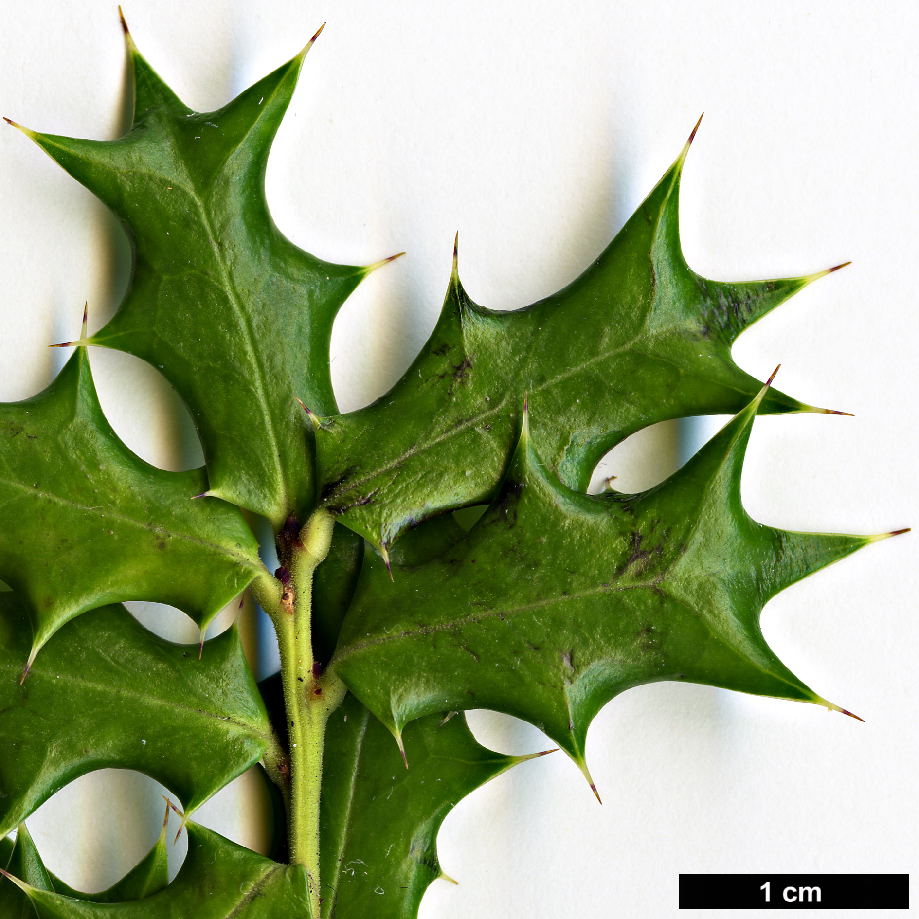 High resolution image: Family: Aquifoliaceae - Genus: Ilex - Taxon: dimorphophylla