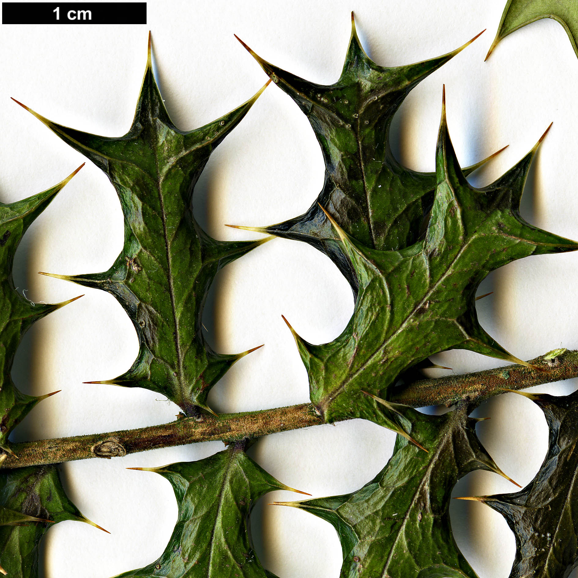 High resolution image: Family: Aquifoliaceae - Genus: Ilex - Taxon: dimorphophylla