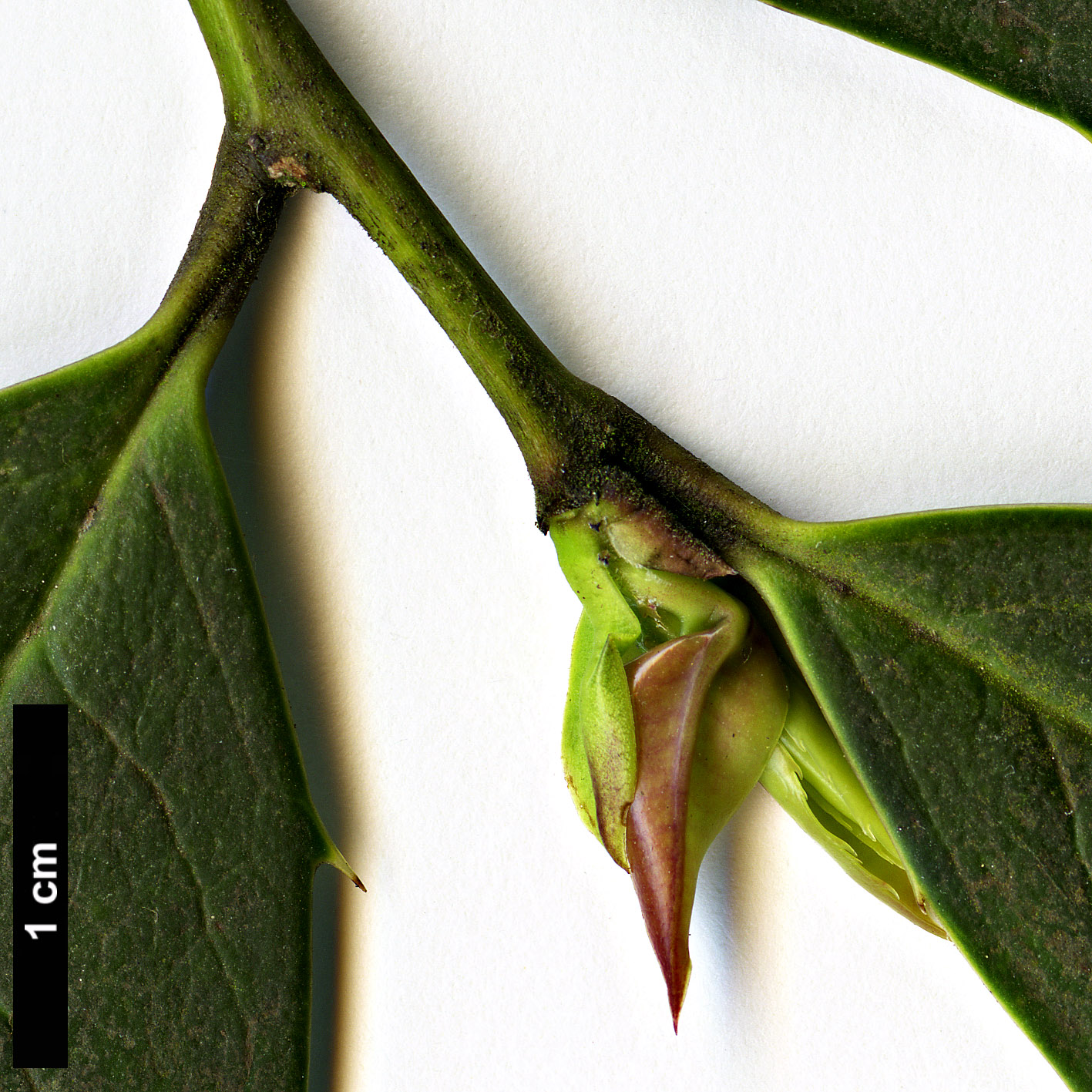 High resolution image: Family: Aquifoliaceae - Genus: Ilex - Taxon: dipyrena