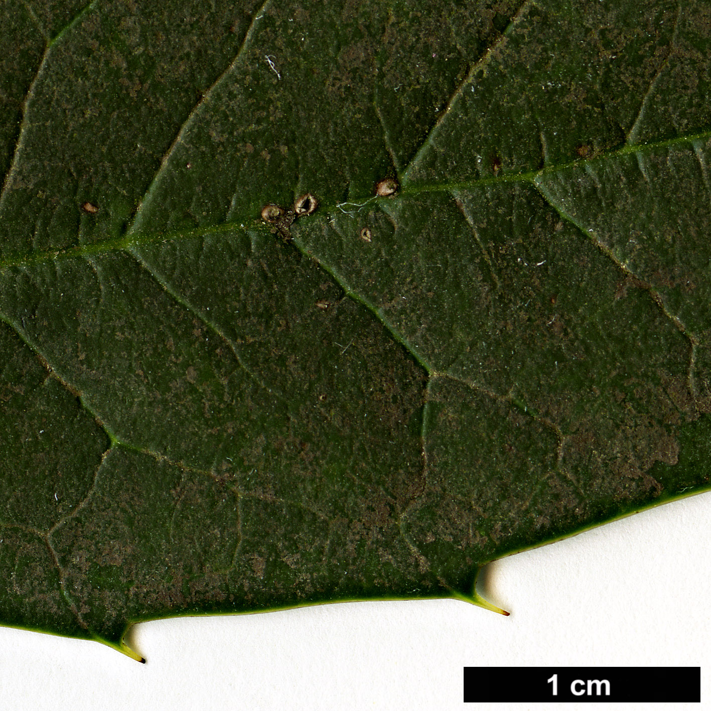 High resolution image: Family: Aquifoliaceae - Genus: Ilex - Taxon: dipyrena