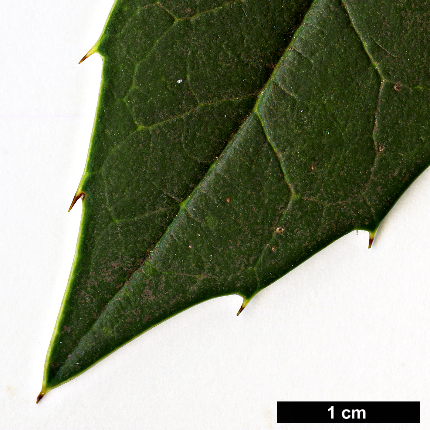 High resolution image: Family: Aquifoliaceae - Genus: Ilex - Taxon: dipyrena