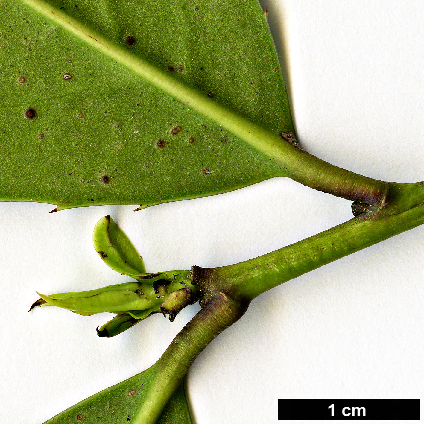 High resolution image: Family: Aquifoliaceae - Genus: Ilex - Taxon: dipyrena