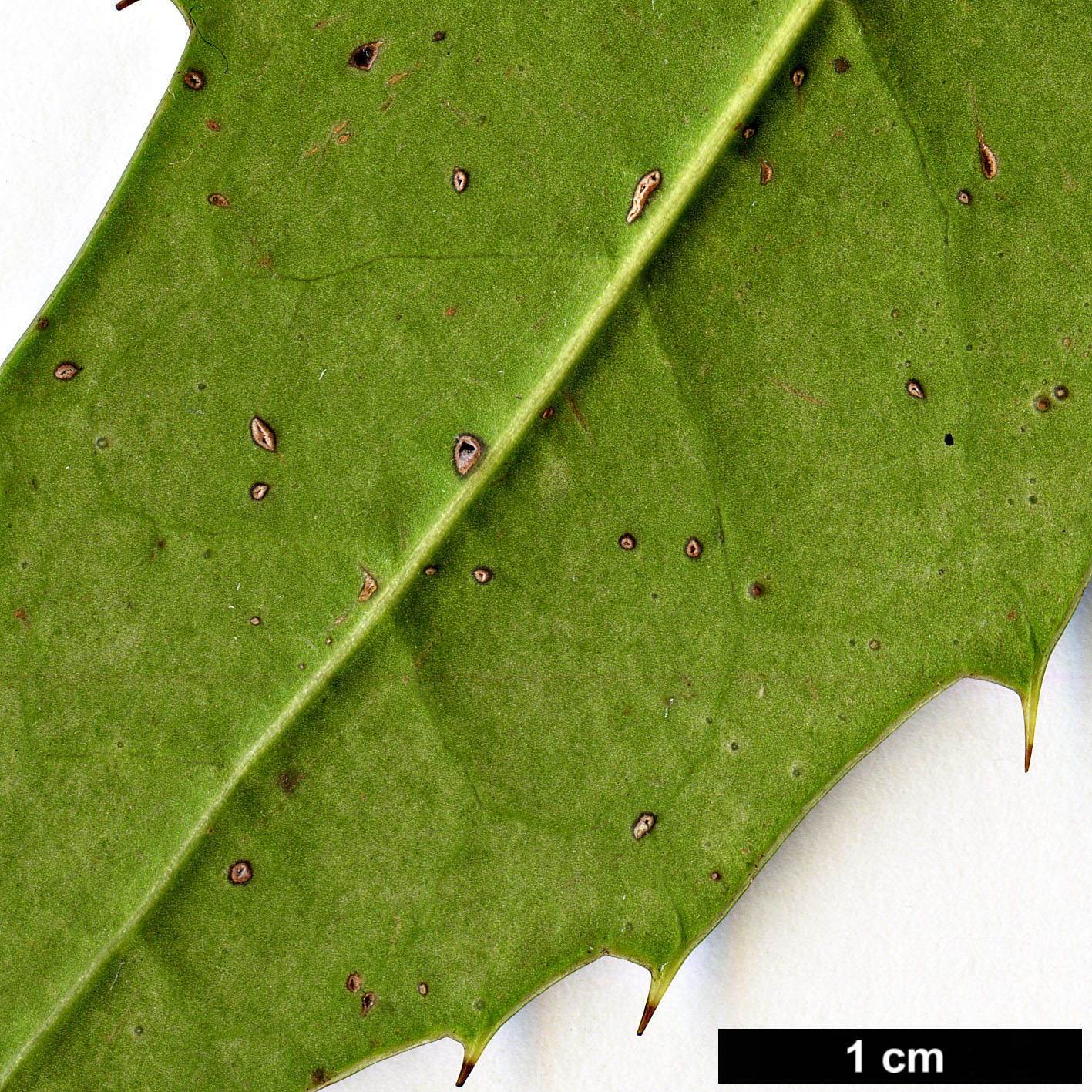 High resolution image: Family: Aquifoliaceae - Genus: Ilex - Taxon: dipyrena