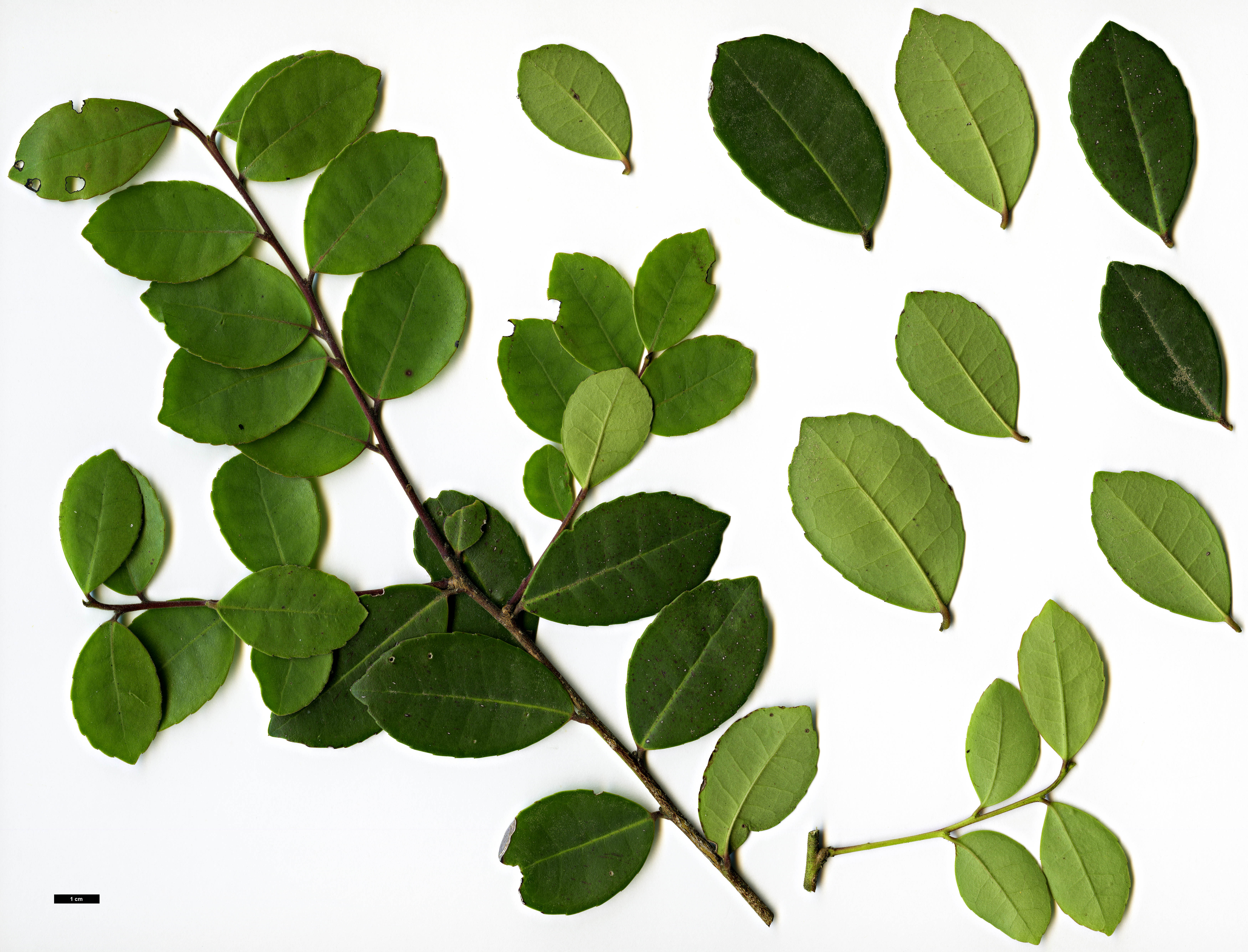 High resolution image: Family: Aquifoliaceae - Genus: Ilex - Taxon: discolor