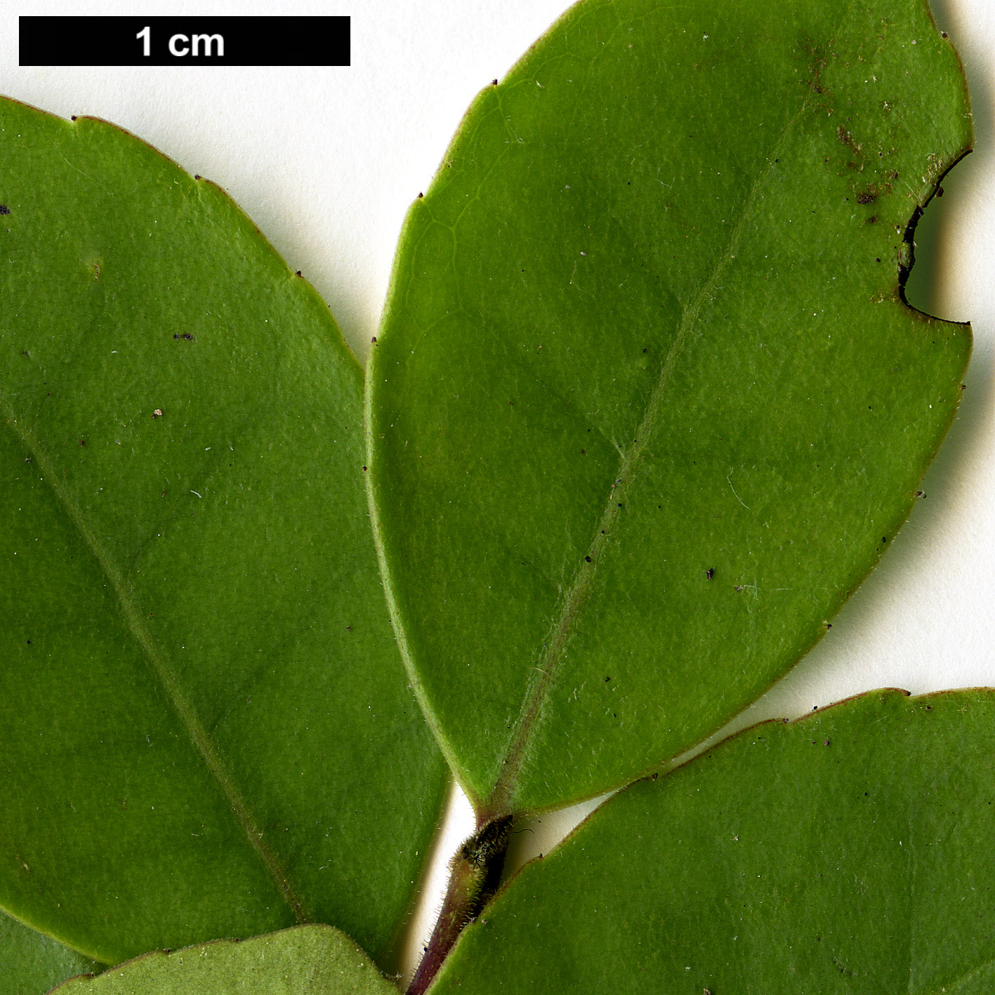 High resolution image: Family: Aquifoliaceae - Genus: Ilex - Taxon: discolor