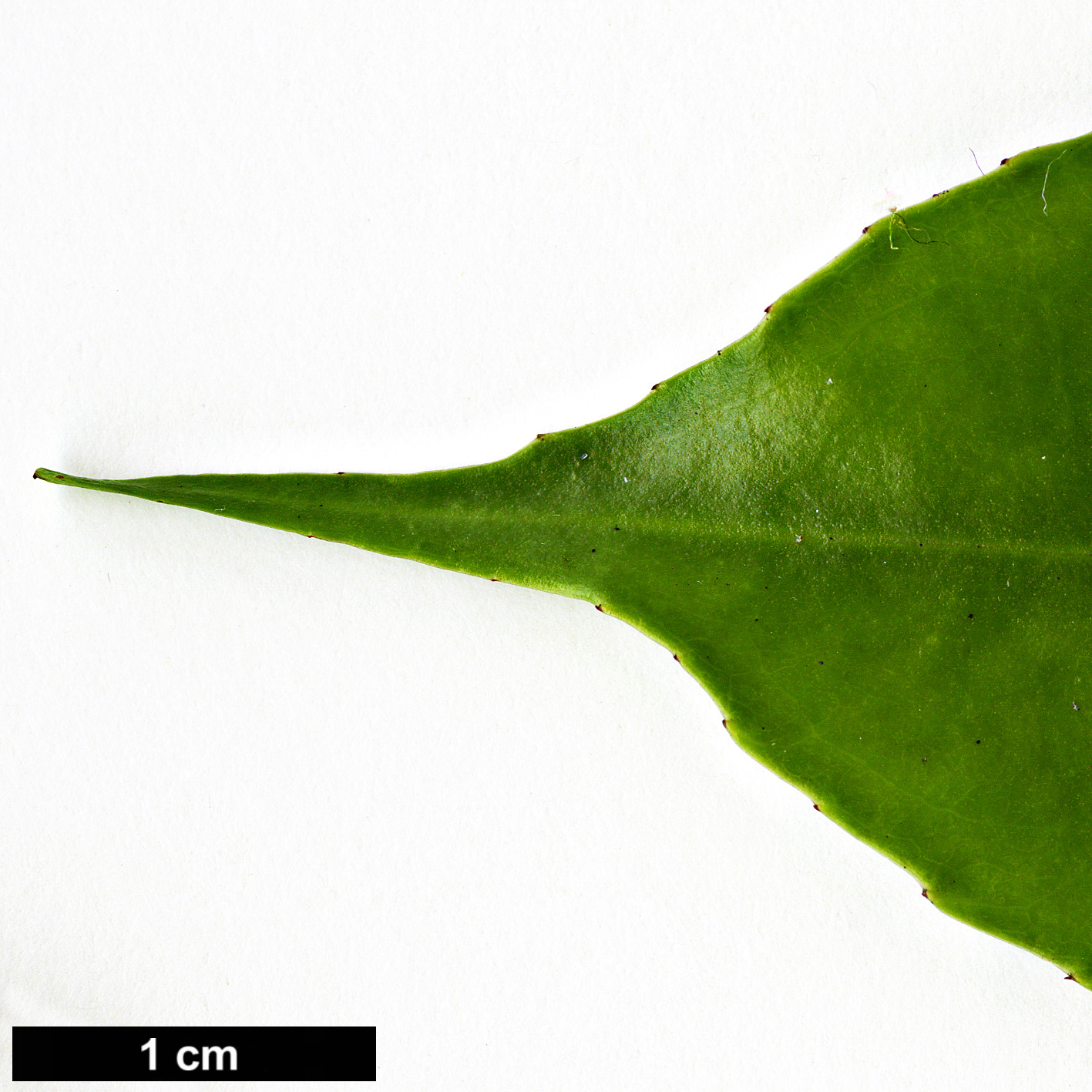 High resolution image: Family: Aquifoliaceae - Genus: Ilex - Taxon: ficoidea