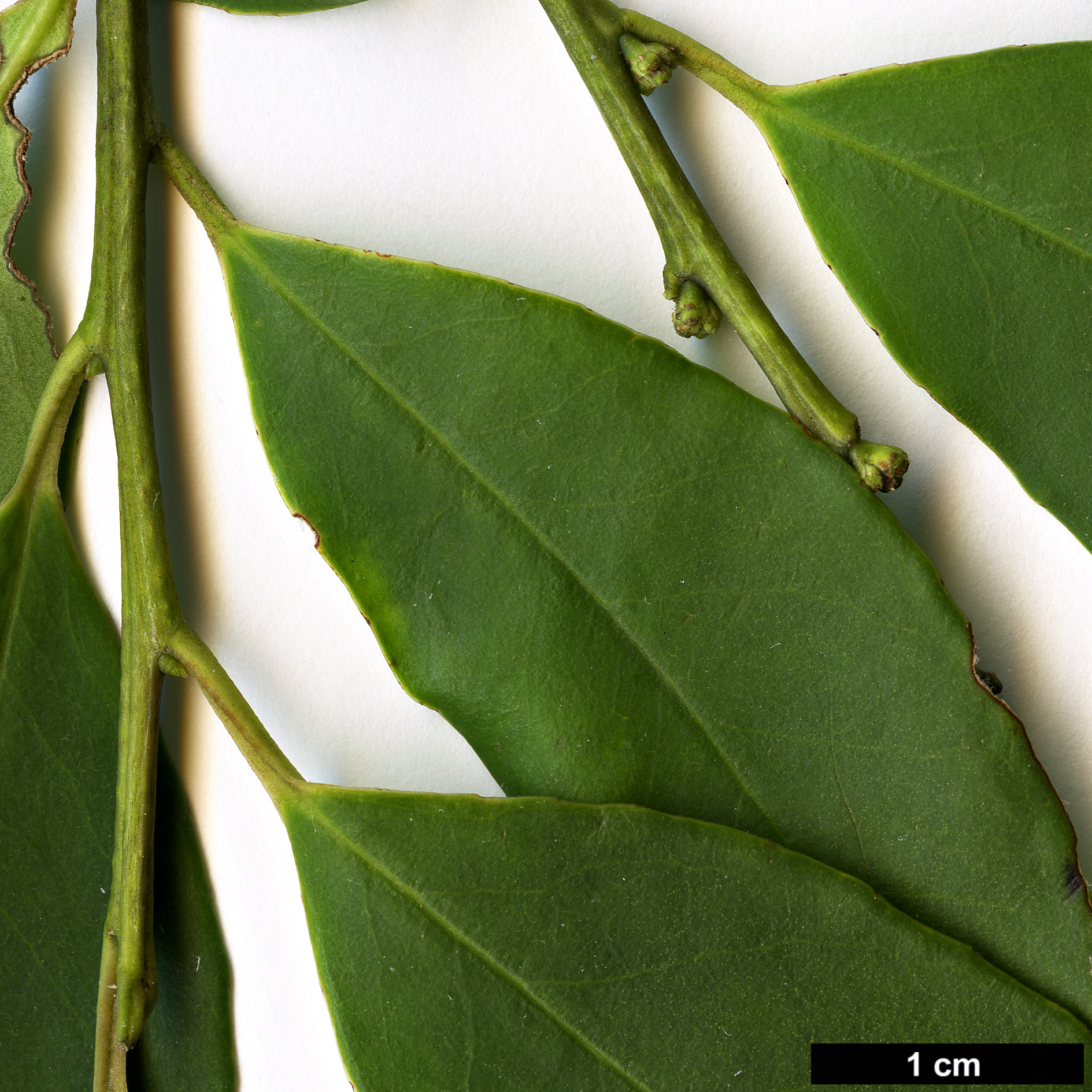 High resolution image: Family: Aquifoliaceae - Genus: Ilex - Taxon: ficoidea