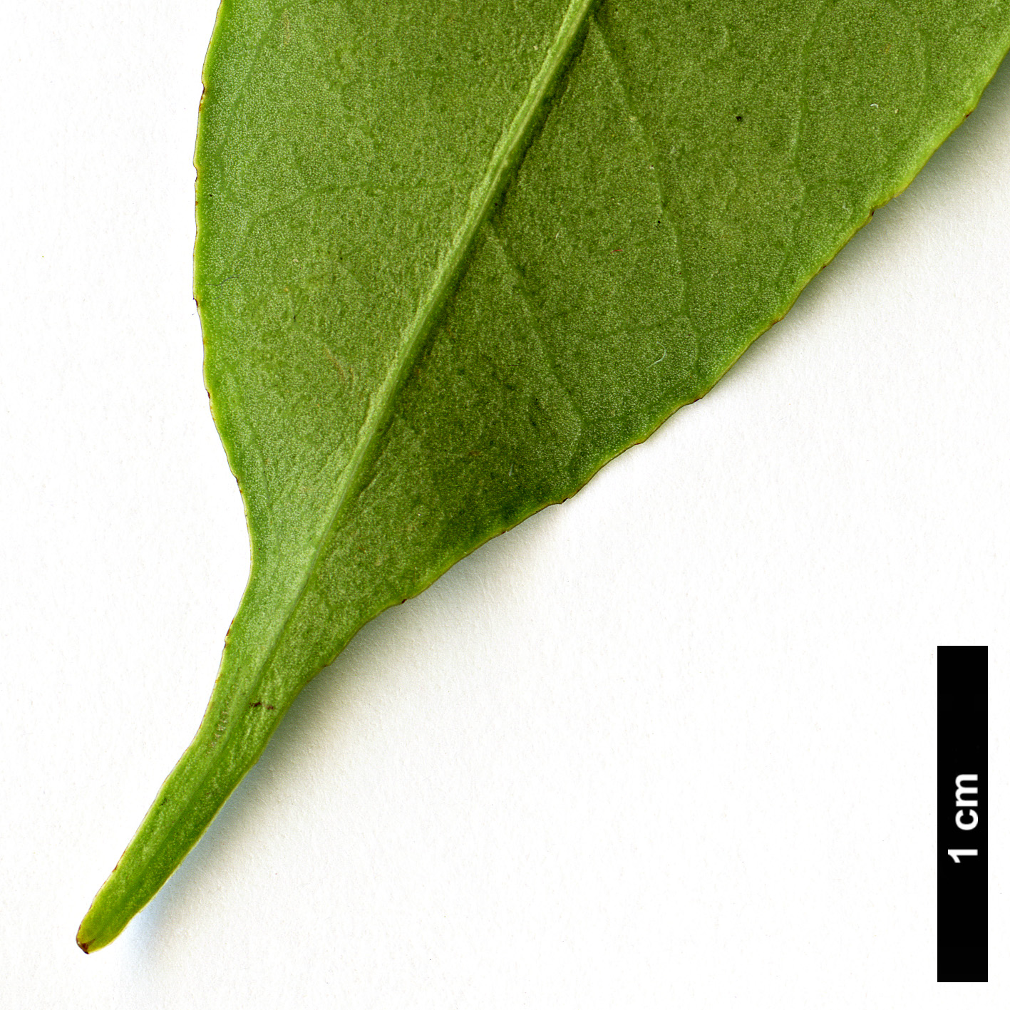 High resolution image: Family: Aquifoliaceae - Genus: Ilex - Taxon: ficoidea