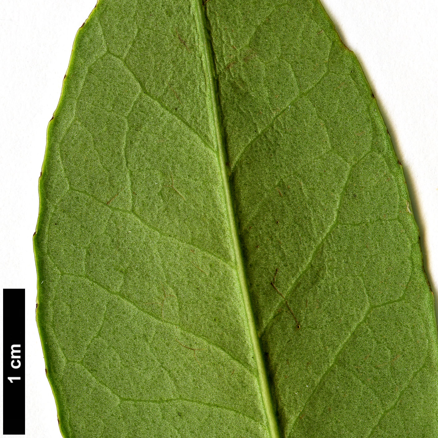 High resolution image: Family: Aquifoliaceae - Genus: Ilex - Taxon: ficoidea