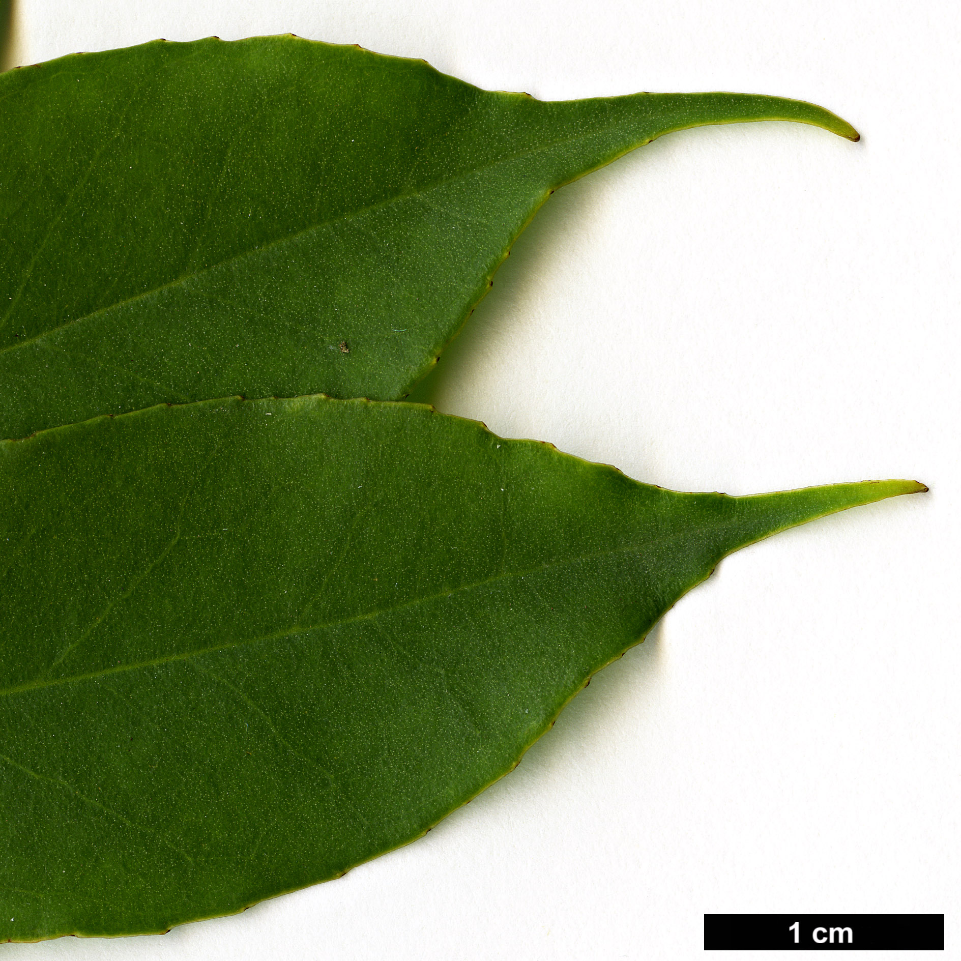 High resolution image: Family: Aquifoliaceae - Genus: Ilex - Taxon: ficoidea