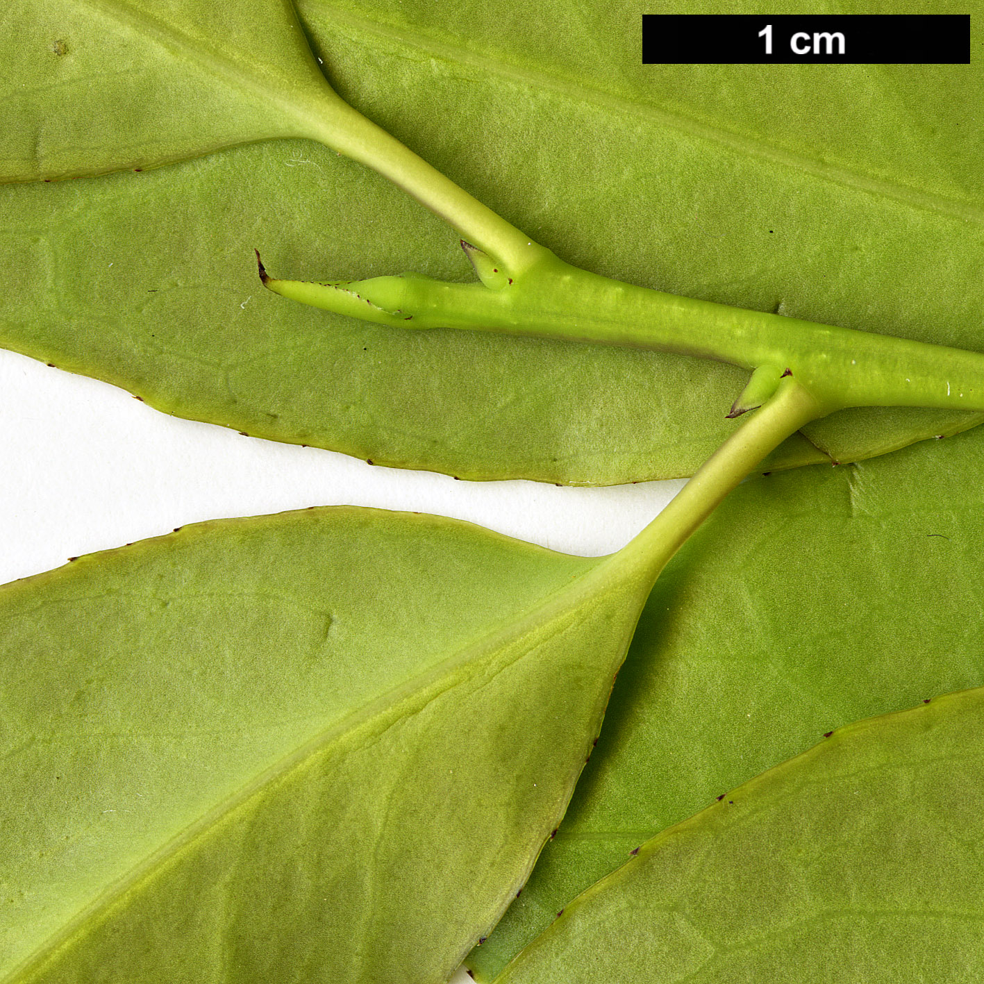 High resolution image: Family: Aquifoliaceae - Genus: Ilex - Taxon: ficoidea