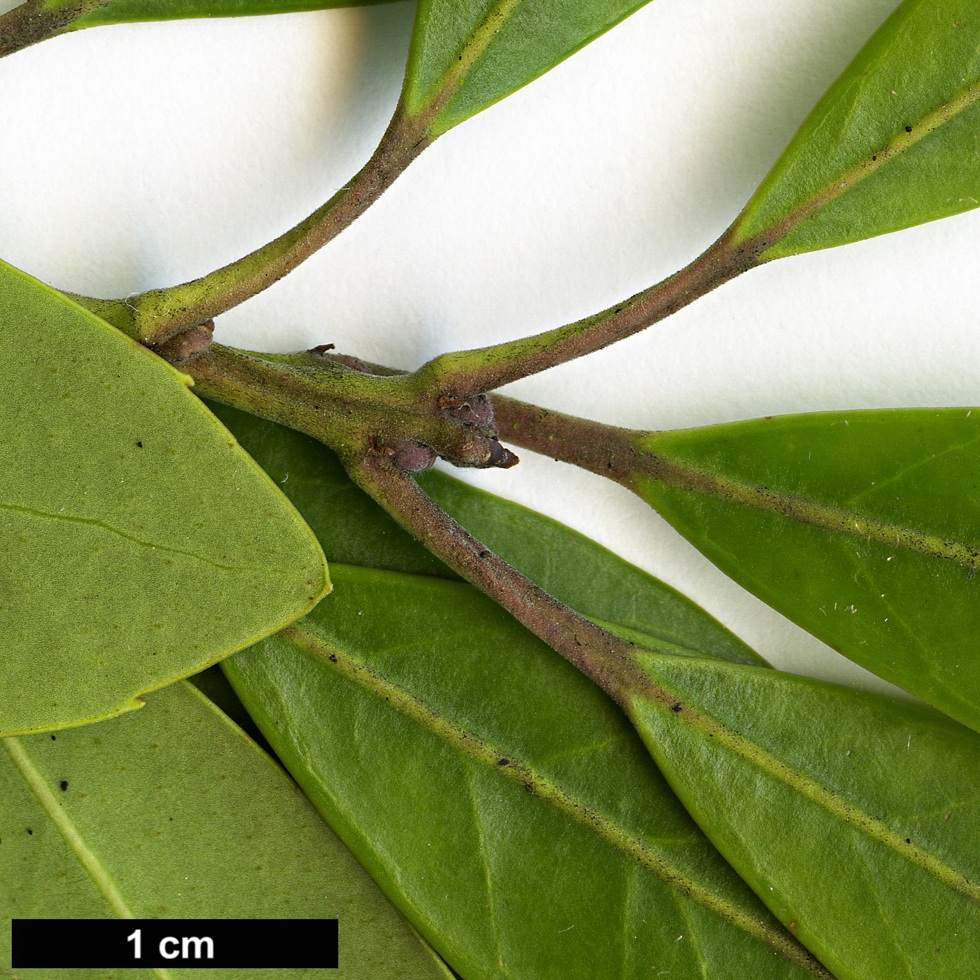 High resolution image: Family: Aquifoliaceae - Genus: Ilex - Taxon: glabra