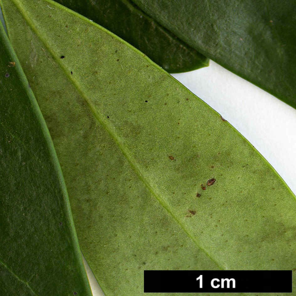 High resolution image: Family: Aquifoliaceae - Genus: Ilex - Taxon: glabra