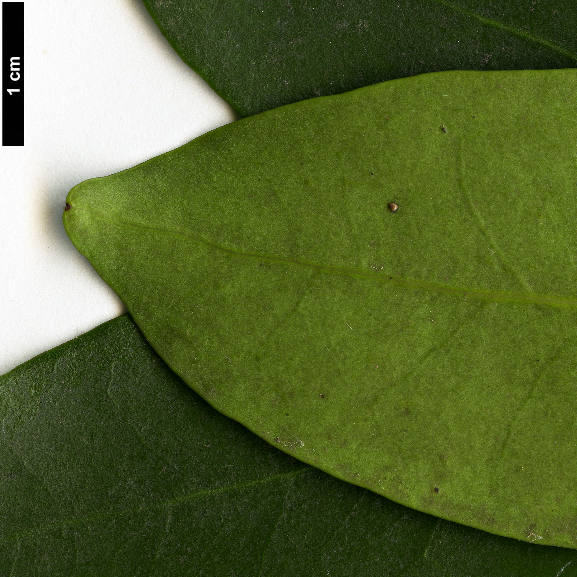 High resolution image: Family: Aquifoliaceae - Genus: Ilex - Taxon: integra