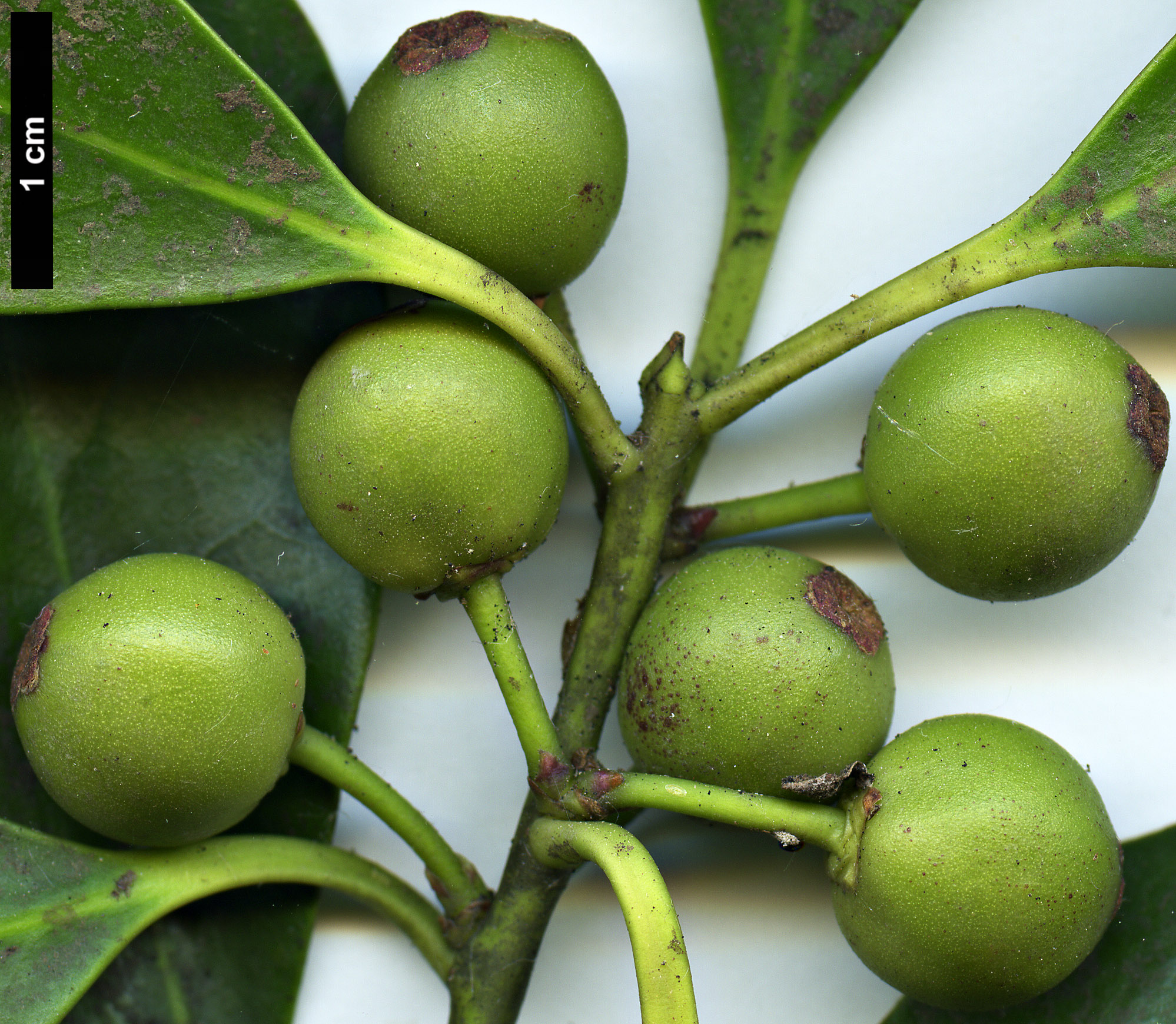 High resolution image: Family: Aquifoliaceae - Genus: Ilex - Taxon: integra