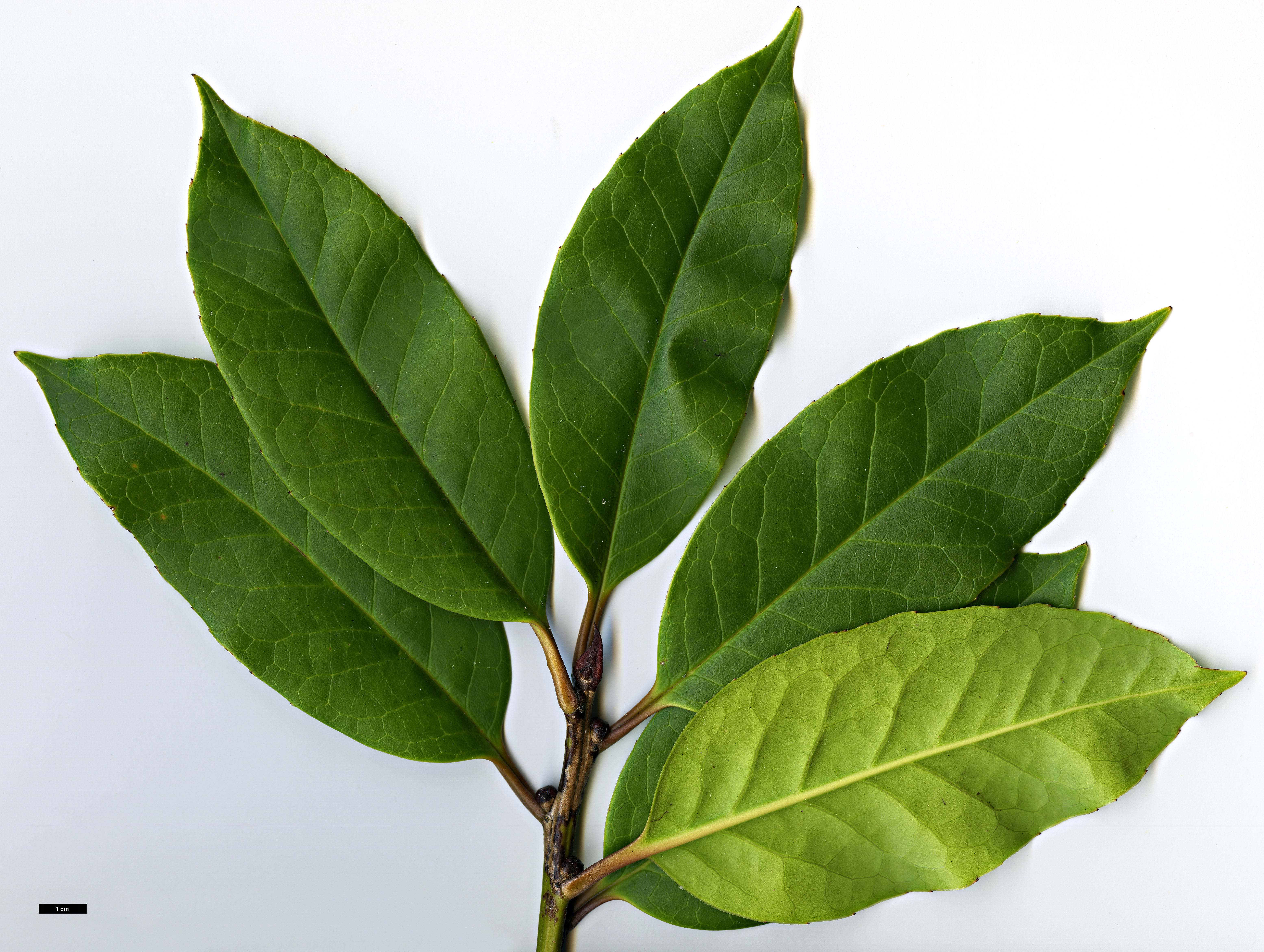 High resolution image: Family: Aquifoliaceae - Genus: Ilex - Taxon: kingiana