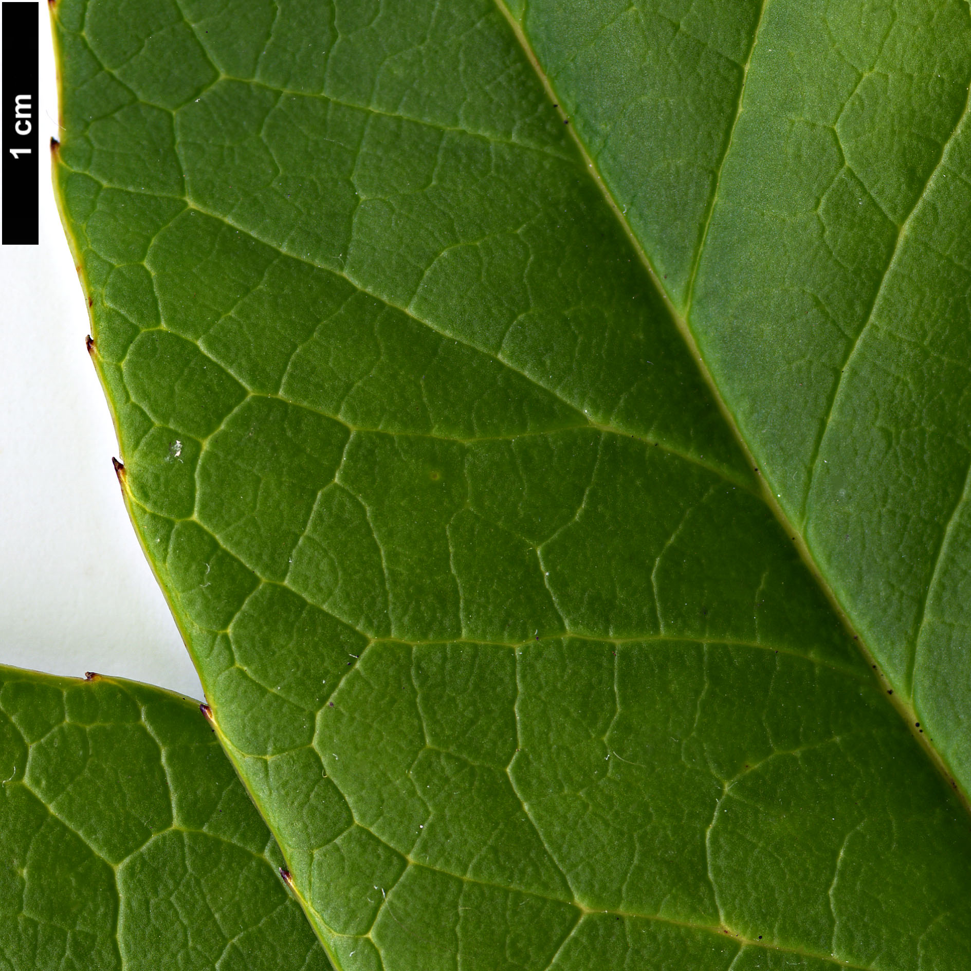 High resolution image: Family: Aquifoliaceae - Genus: Ilex - Taxon: kingiana