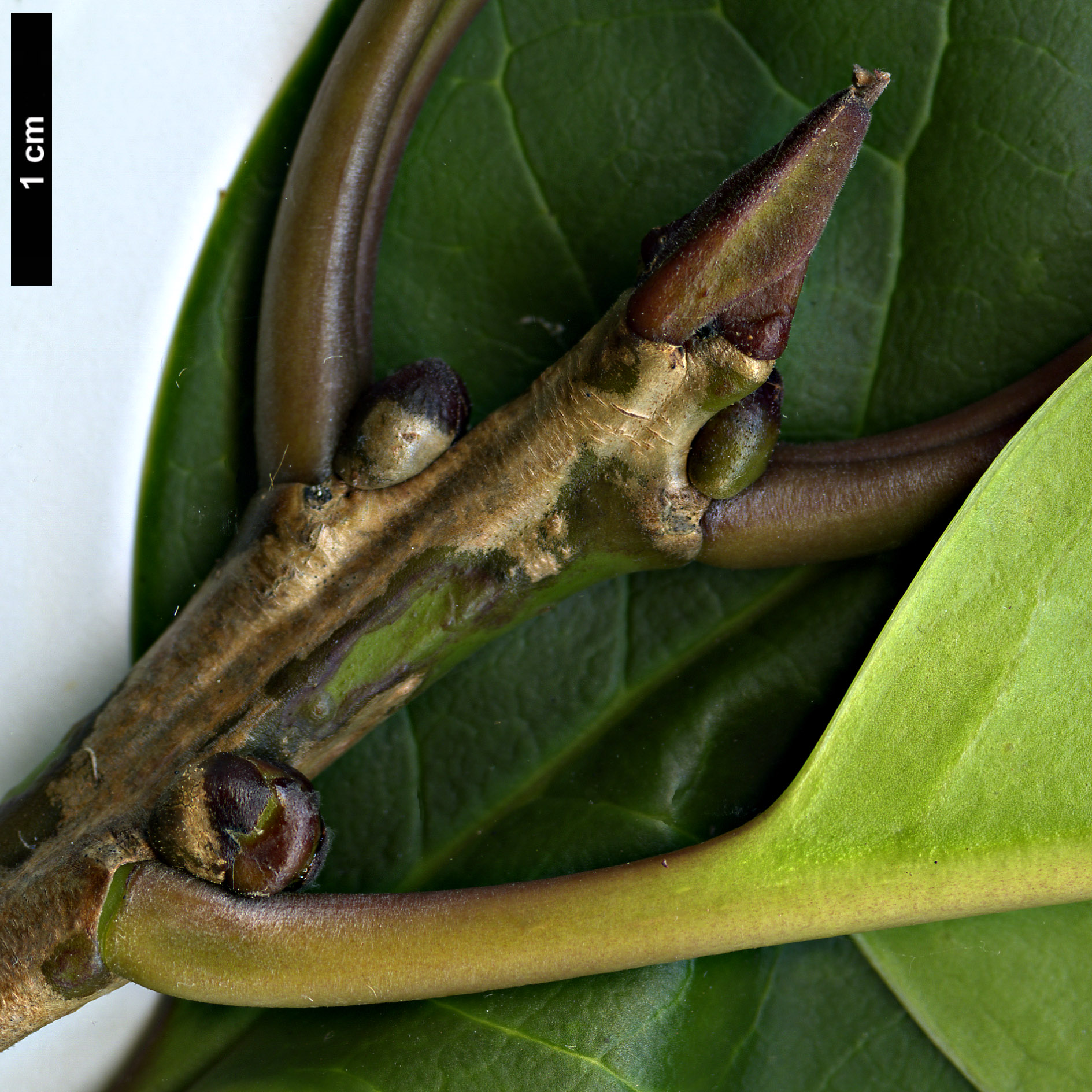 High resolution image: Family: Aquifoliaceae - Genus: Ilex - Taxon: kingiana