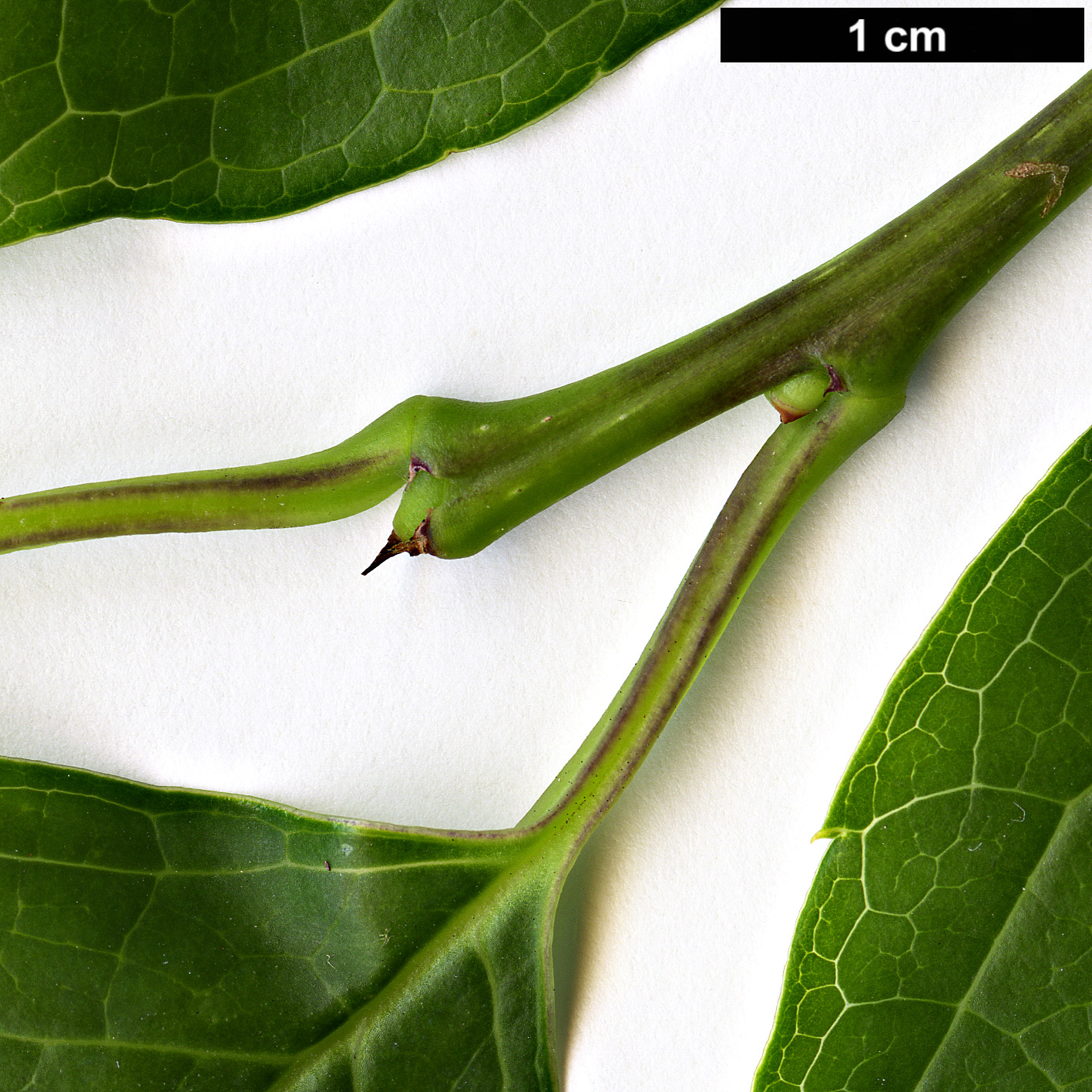 High resolution image: Family: Aquifoliaceae - Genus: Ilex - Taxon: kusanoi