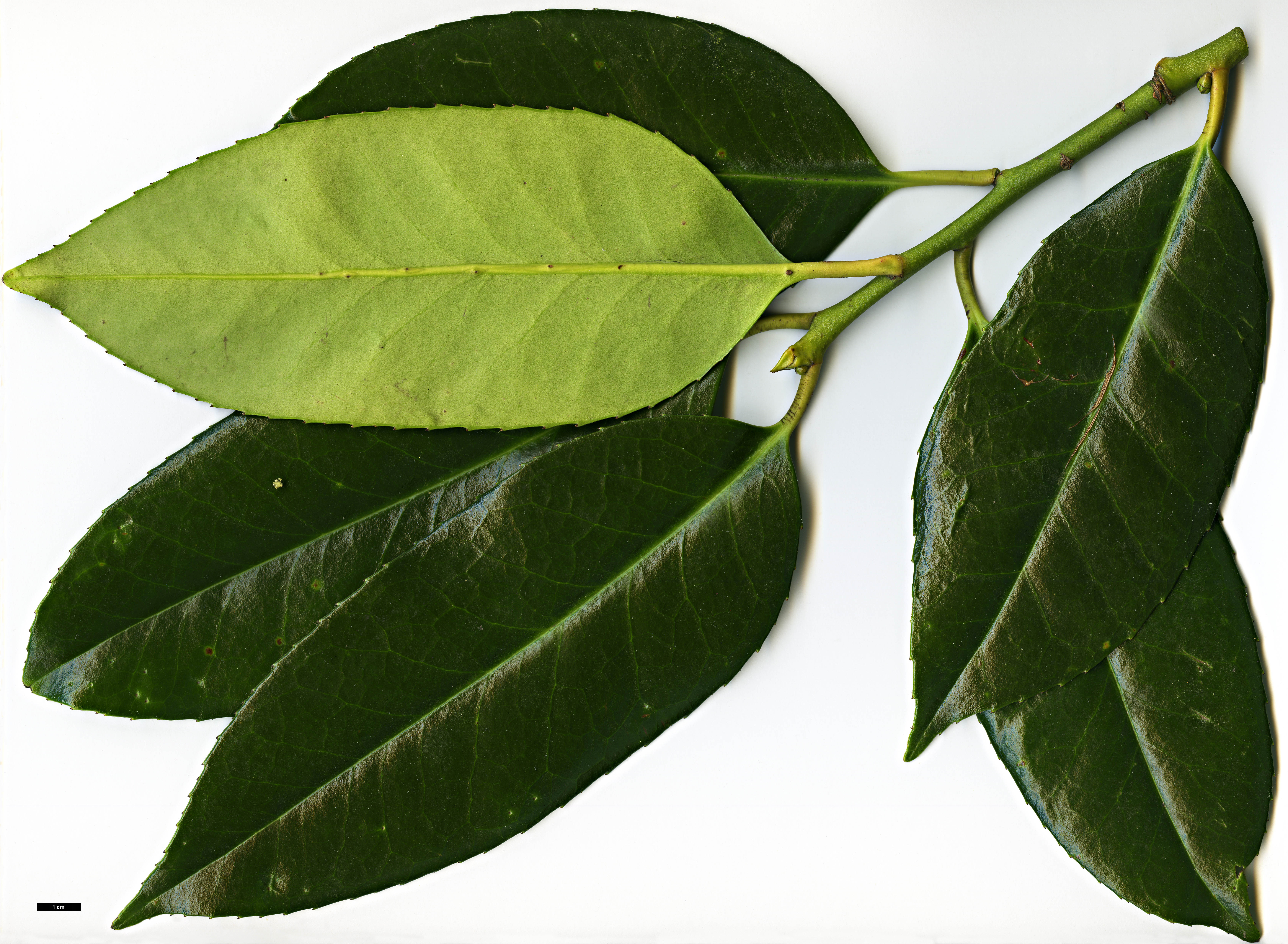 High resolution image: Family: Aquifoliaceae - Genus: Ilex - Taxon: latifolia