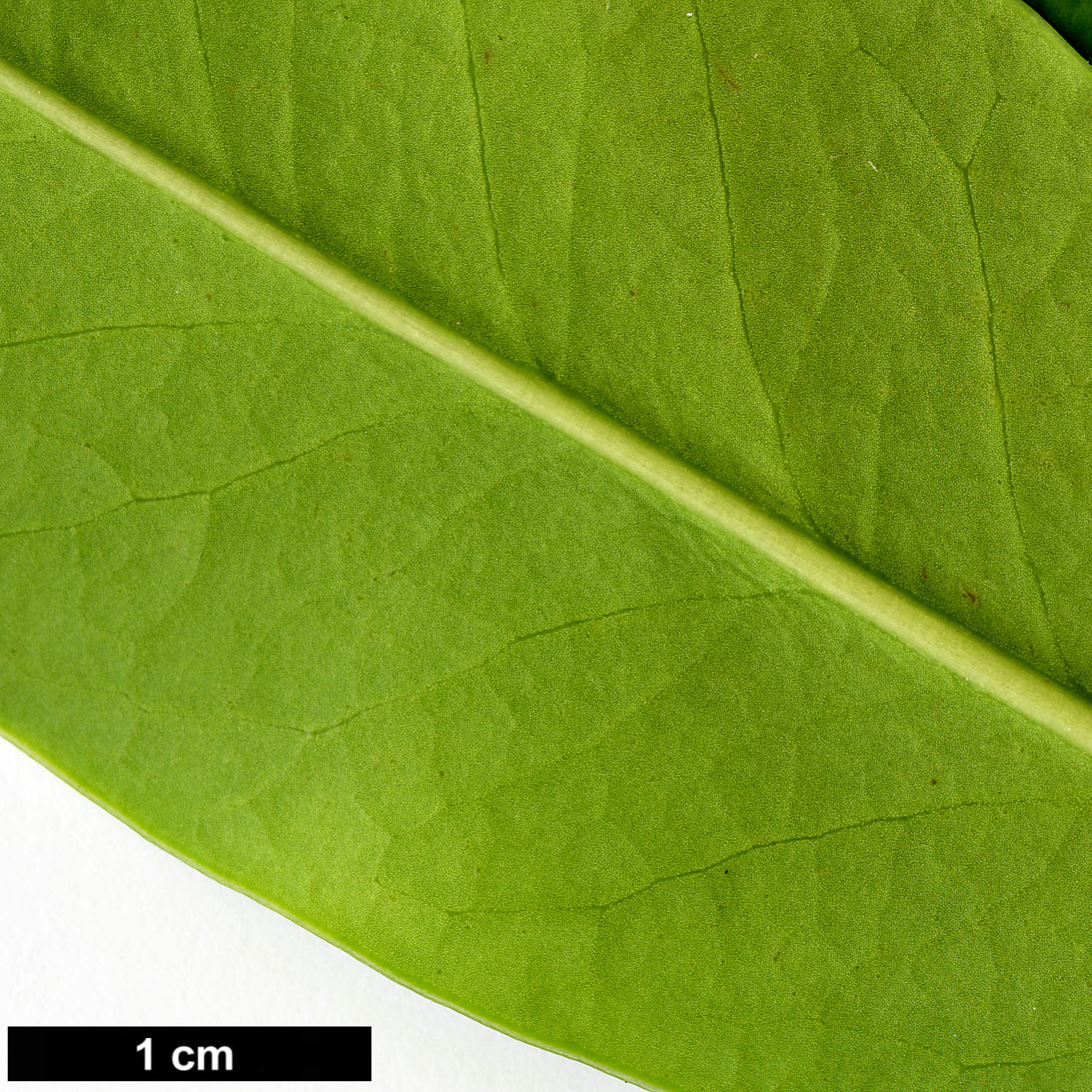 High resolution image: Family: Aquifoliaceae - Genus: Ilex - Taxon: linii