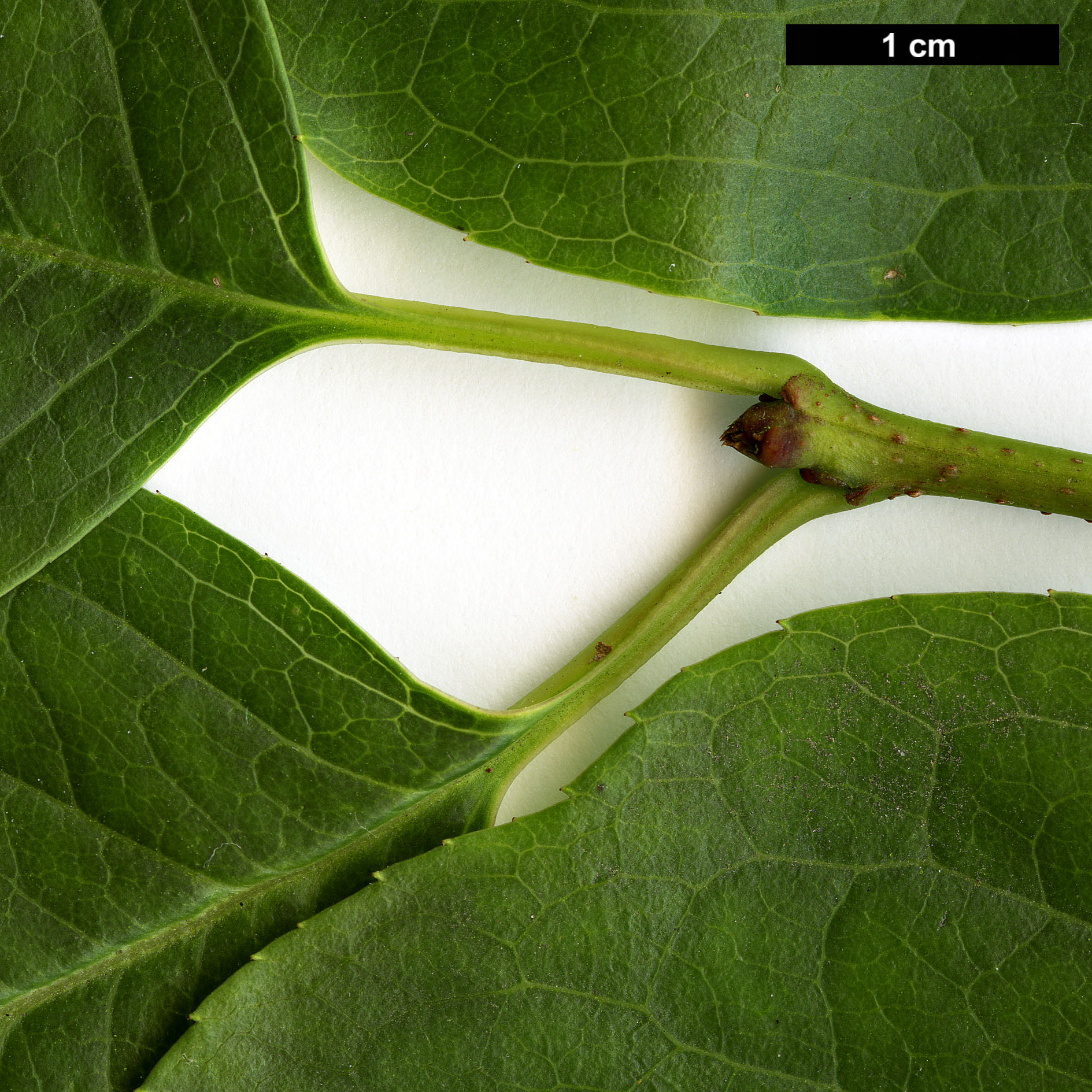 High resolution image: Family: Aquifoliaceae - Genus: Ilex - Taxon: macrocarpa