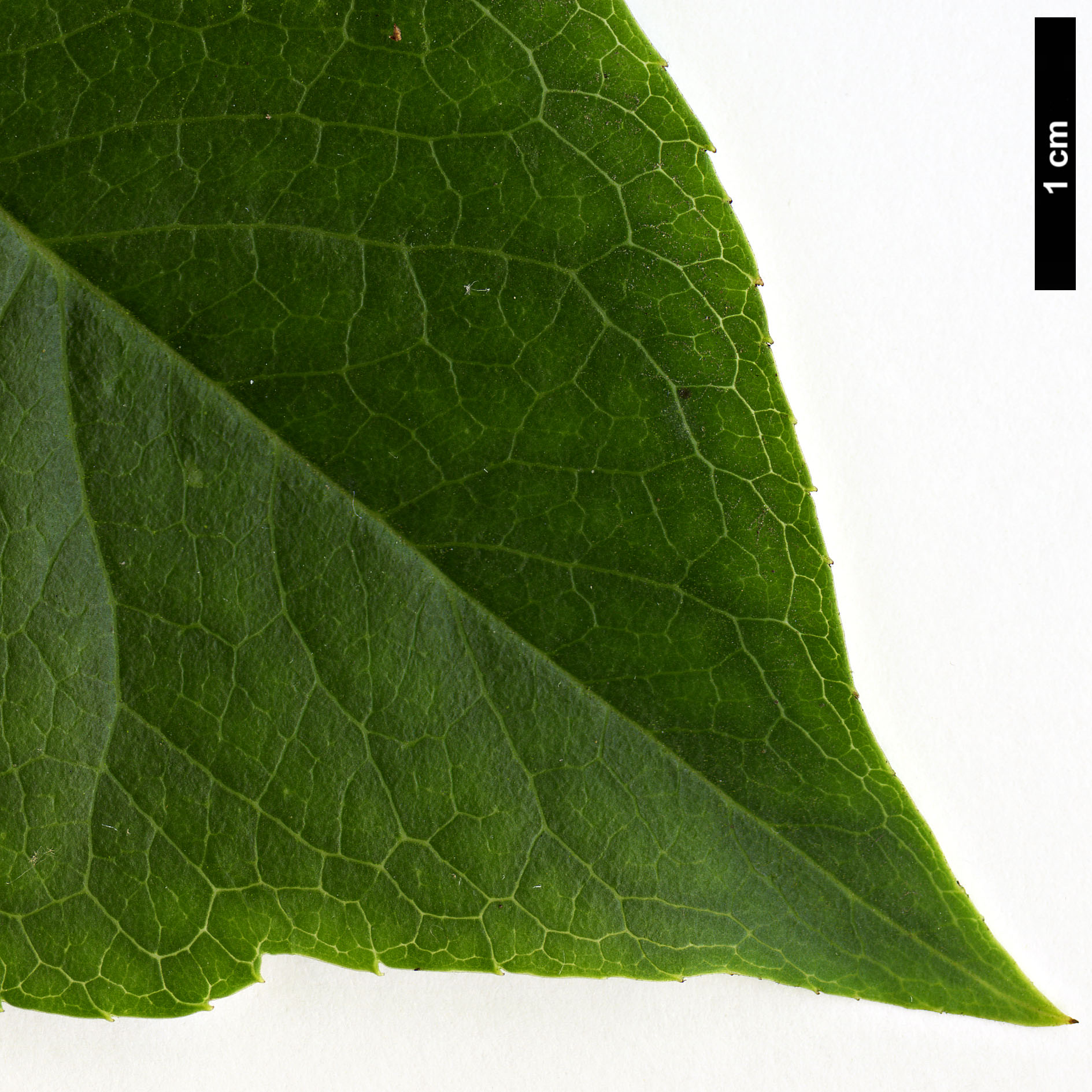 High resolution image: Family: Aquifoliaceae - Genus: Ilex - Taxon: macrocarpa