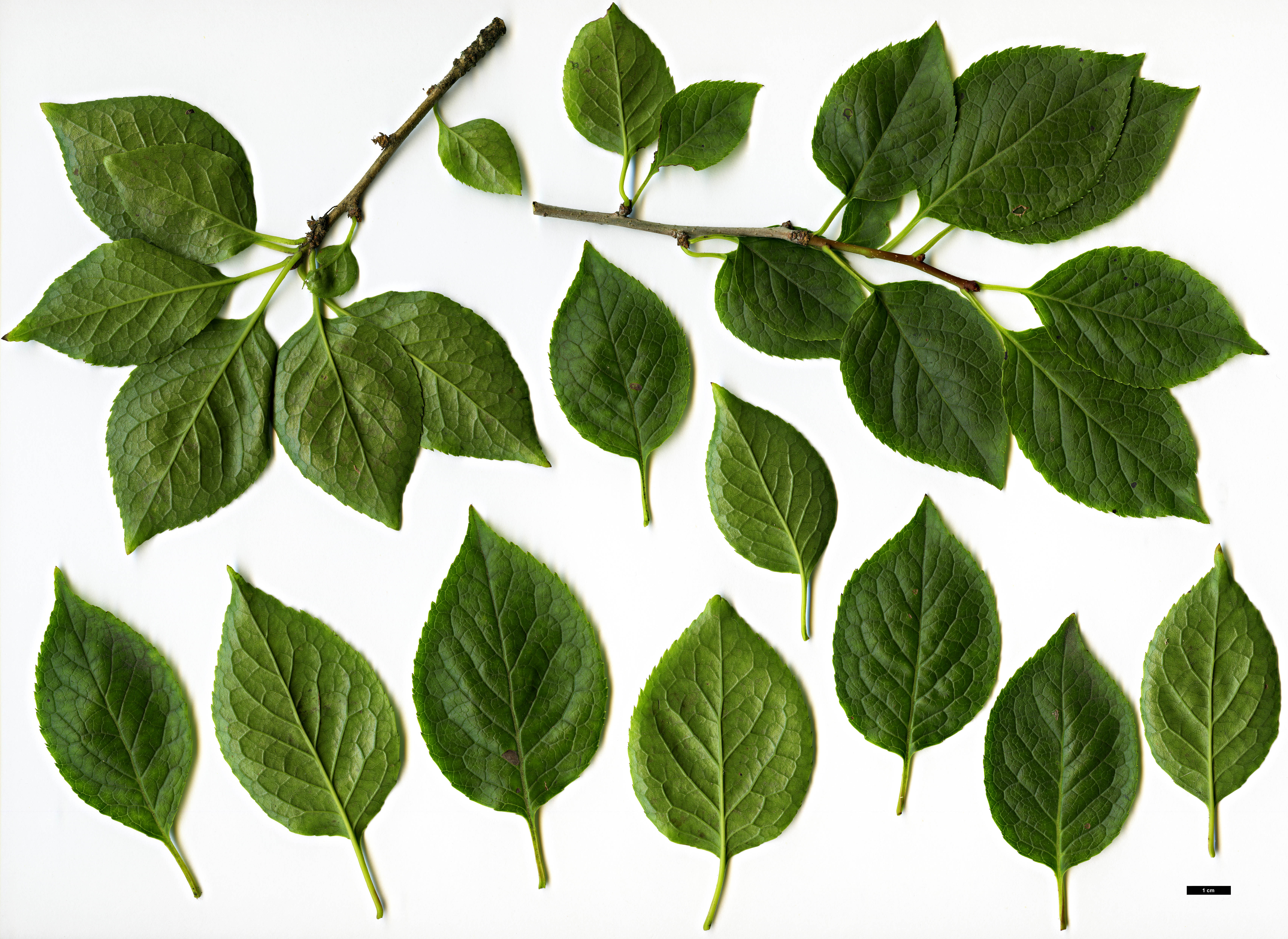 High resolution image: Family: Aquifoliaceae - Genus: Ilex - Taxon: macropoda