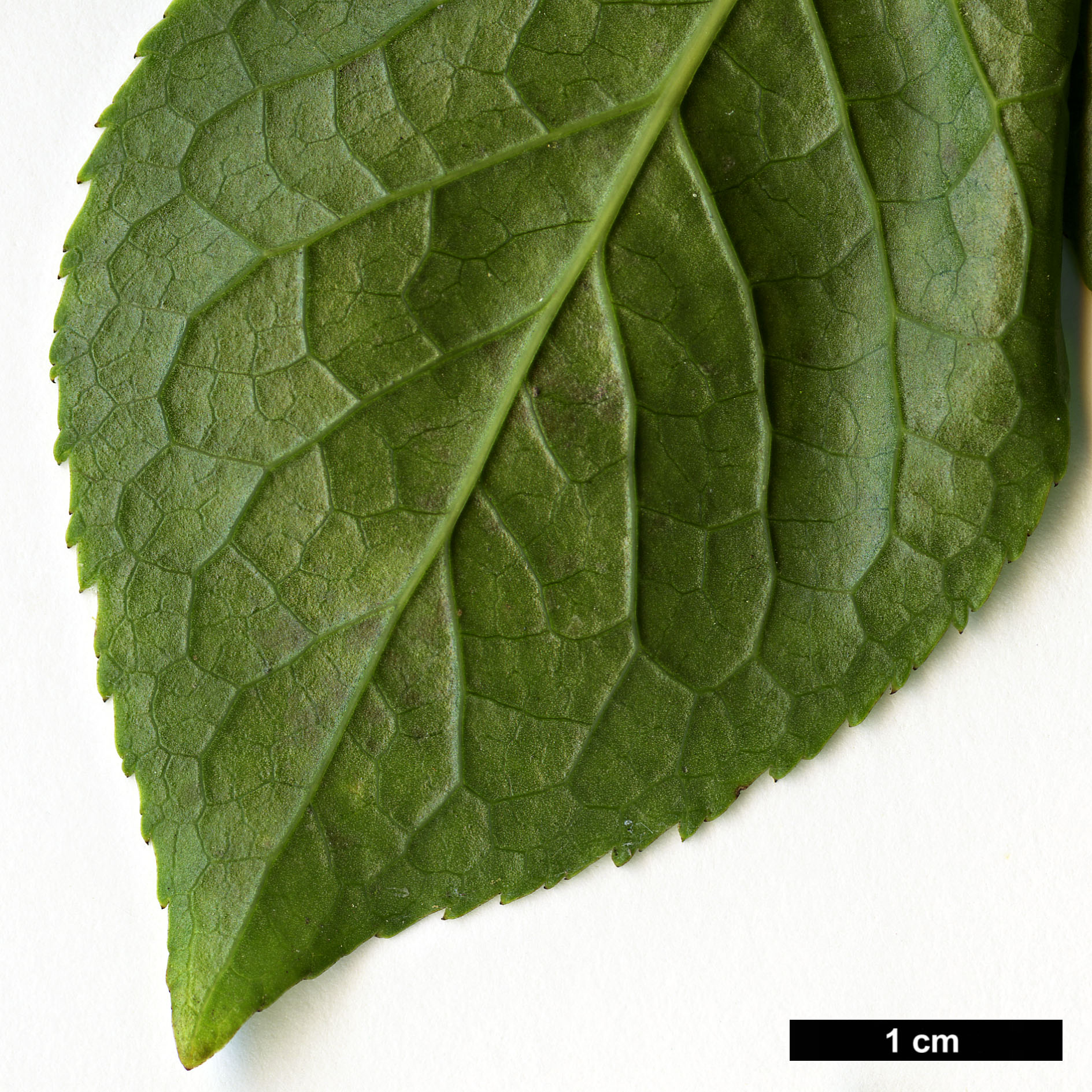 High resolution image: Family: Aquifoliaceae - Genus: Ilex - Taxon: macropoda