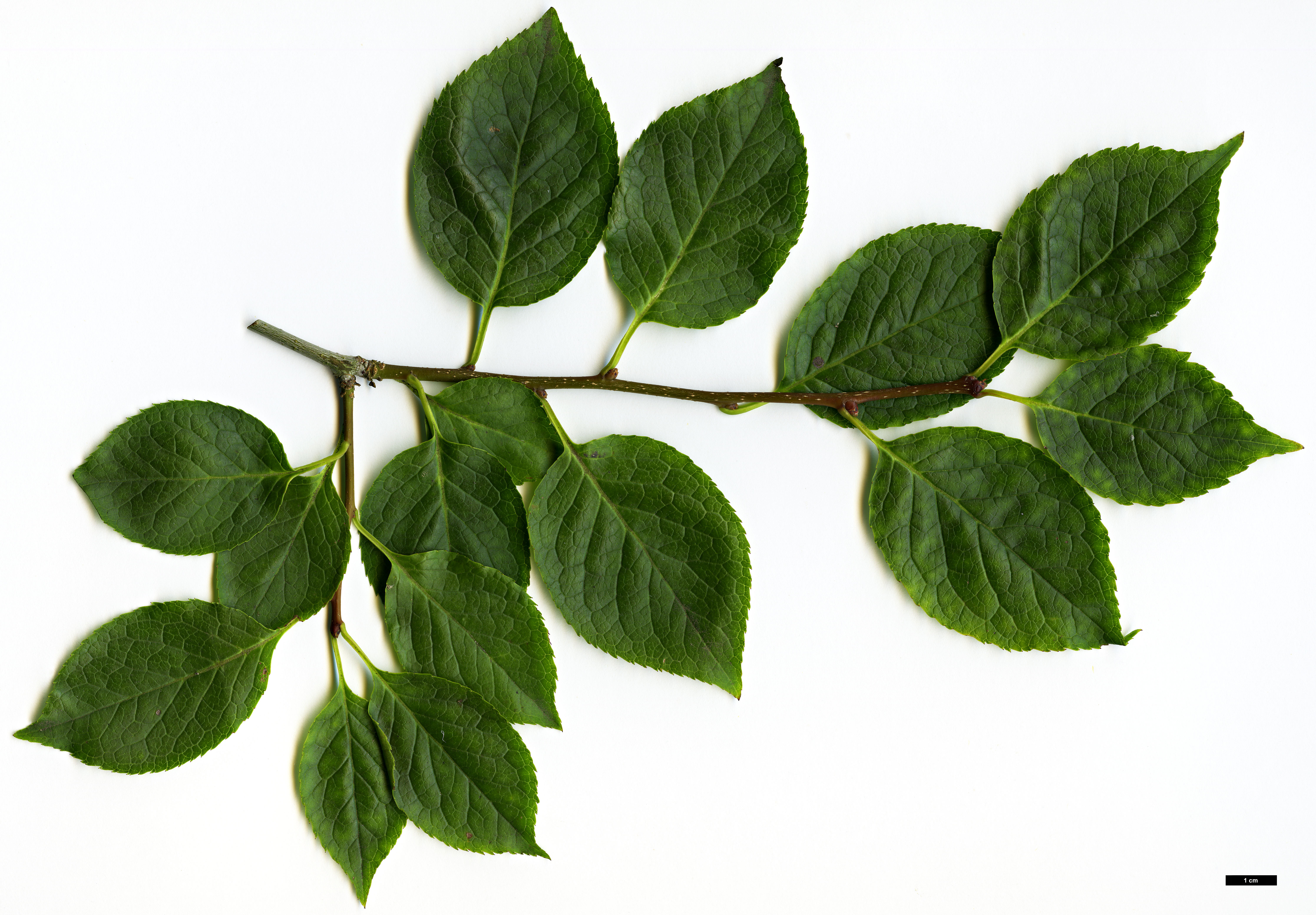 High resolution image: Family: Aquifoliaceae - Genus: Ilex - Taxon: macropoda