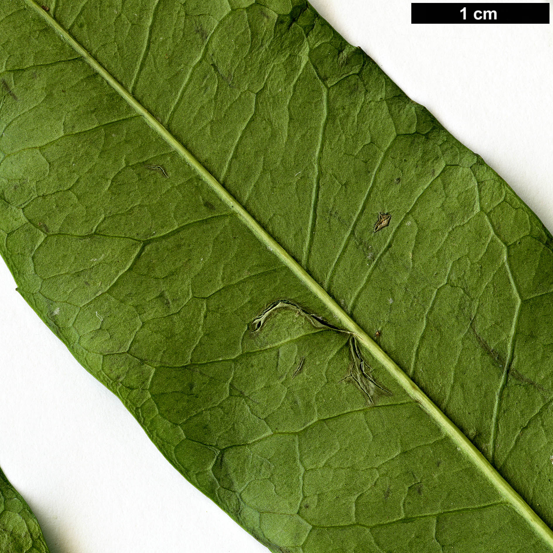 High resolution image: Family: Aquifoliaceae - Genus: Ilex - Taxon: mitis