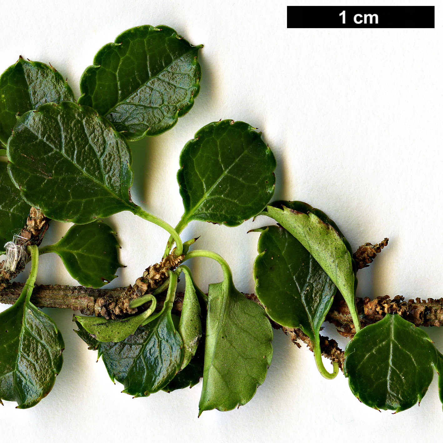 High resolution image: Family: Aquifoliaceae - Genus: Ilex - Taxon: nothofagifolia