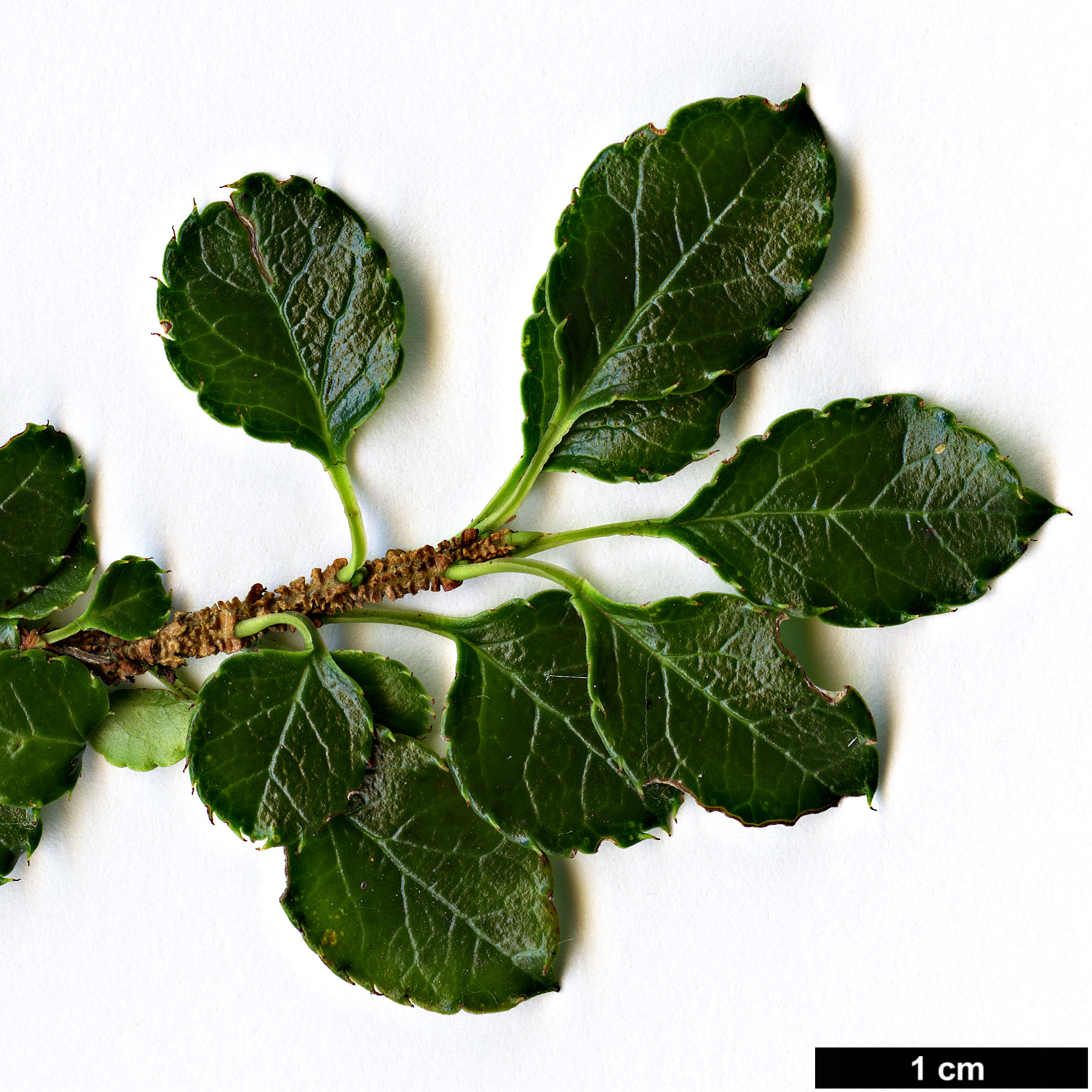 High resolution image: Family: Aquifoliaceae - Genus: Ilex - Taxon: nothofagifolia