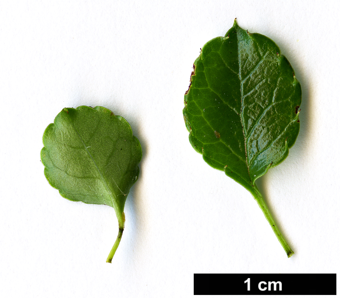 High resolution image: Family: Aquifoliaceae - Genus: Ilex - Taxon: nothofagifolia