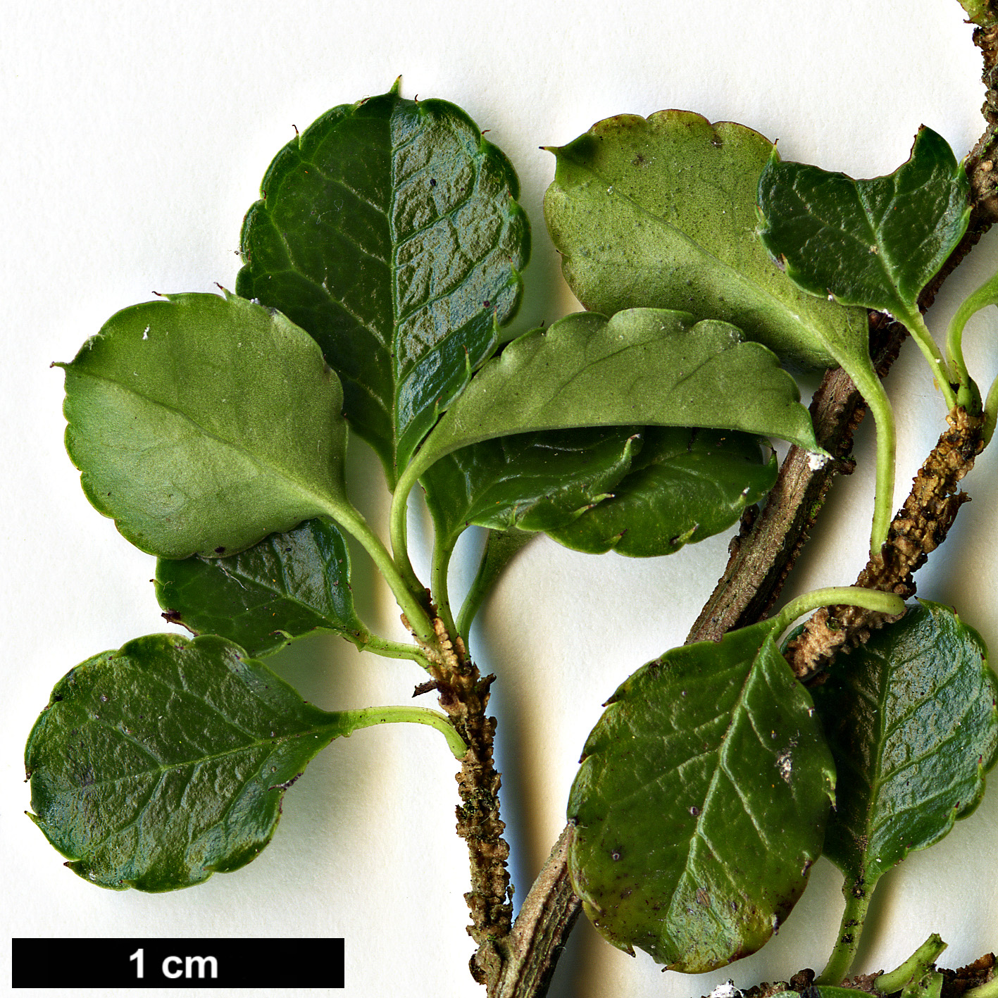 High resolution image: Family: Aquifoliaceae - Genus: Ilex - Taxon: nothofagifolia