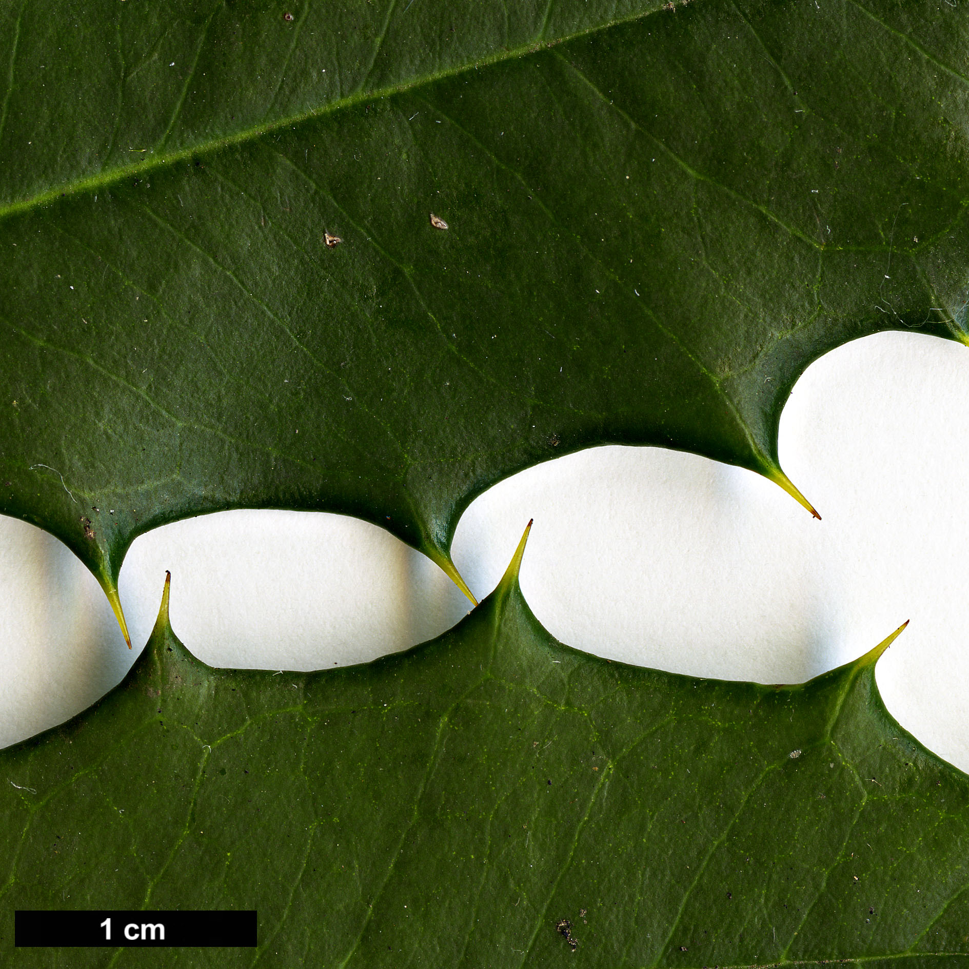 High resolution image: Family: Aquifoliaceae - Genus: Ilex - Taxon: opaca