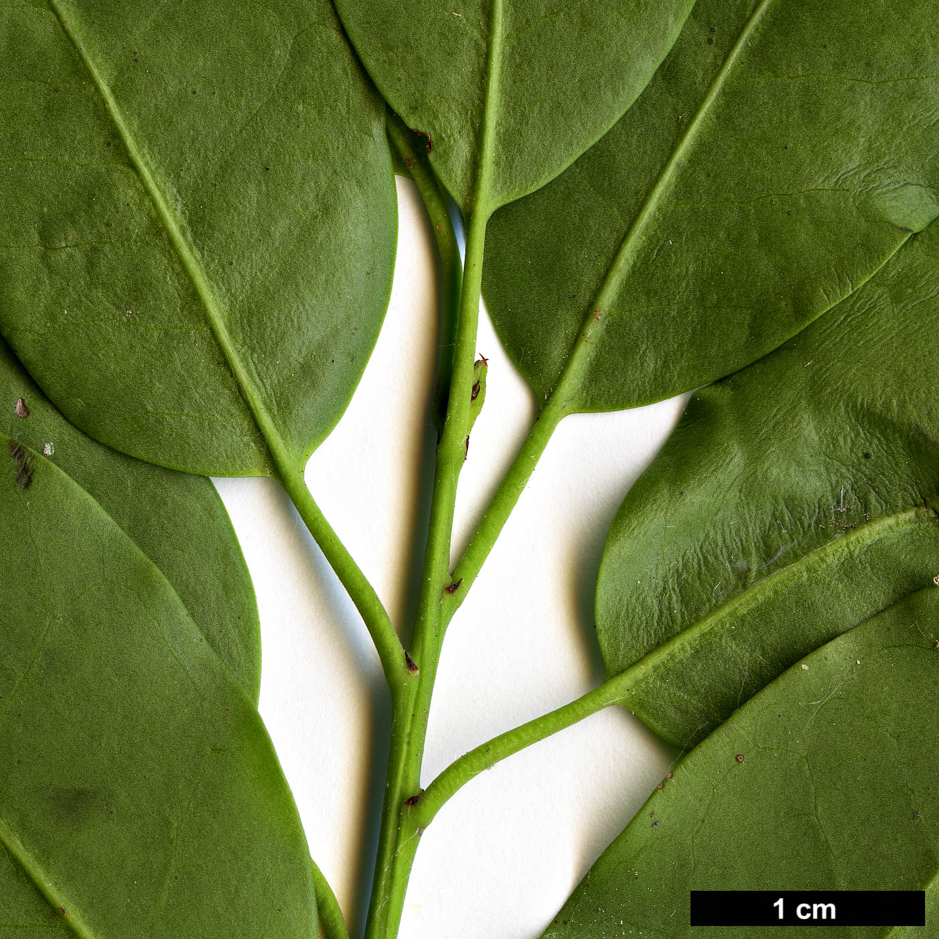 High resolution image: Family: Aquifoliaceae - Genus: Ilex - Taxon: pedunculosa