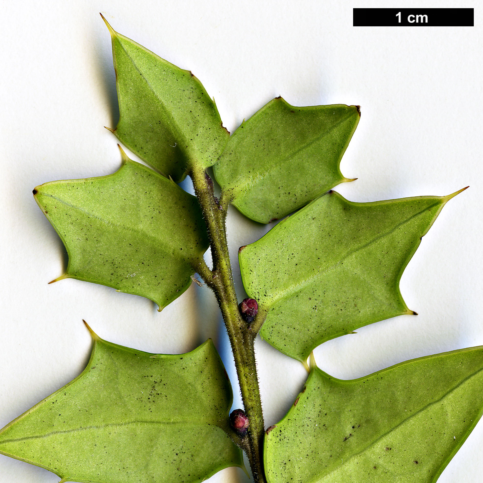 High resolution image: Family: Aquifoliaceae - Genus: Ilex - Taxon: pernyi