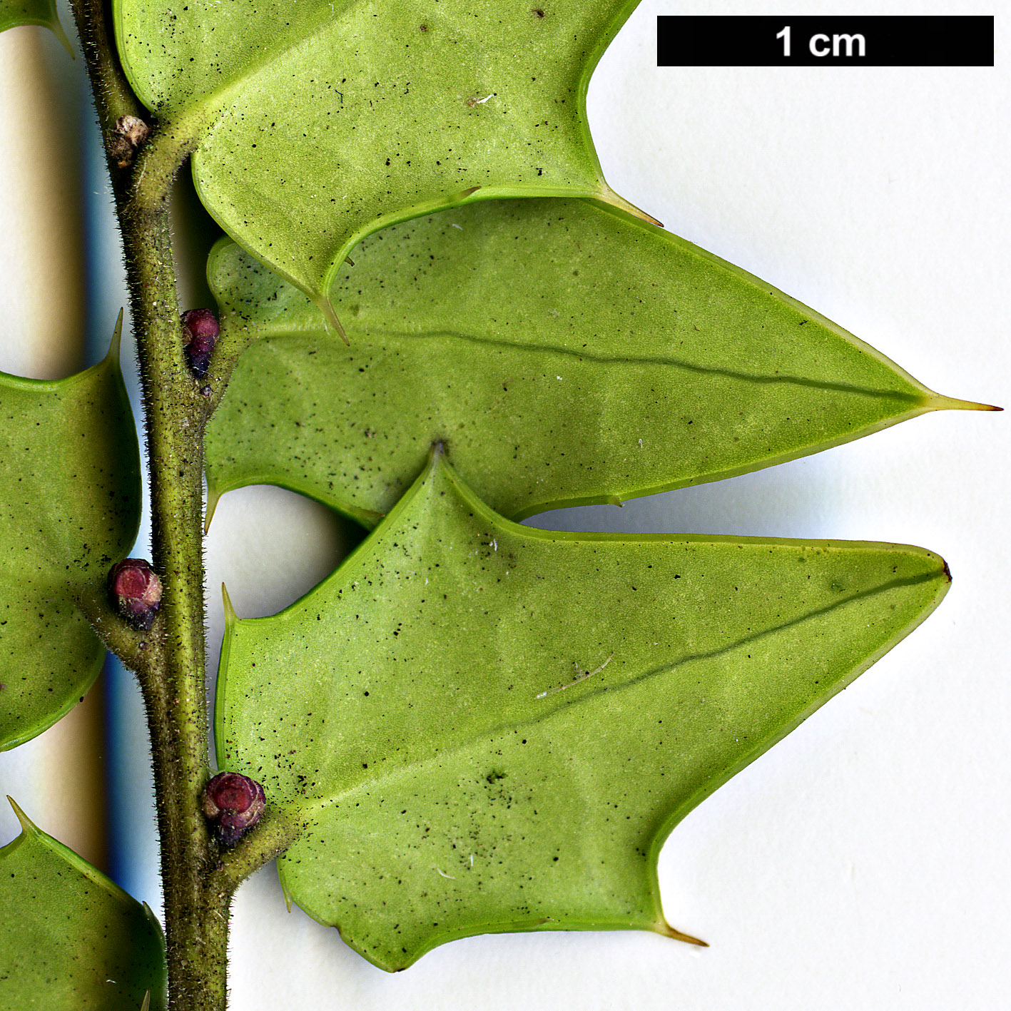 High resolution image: Family: Aquifoliaceae - Genus: Ilex - Taxon: pernyi