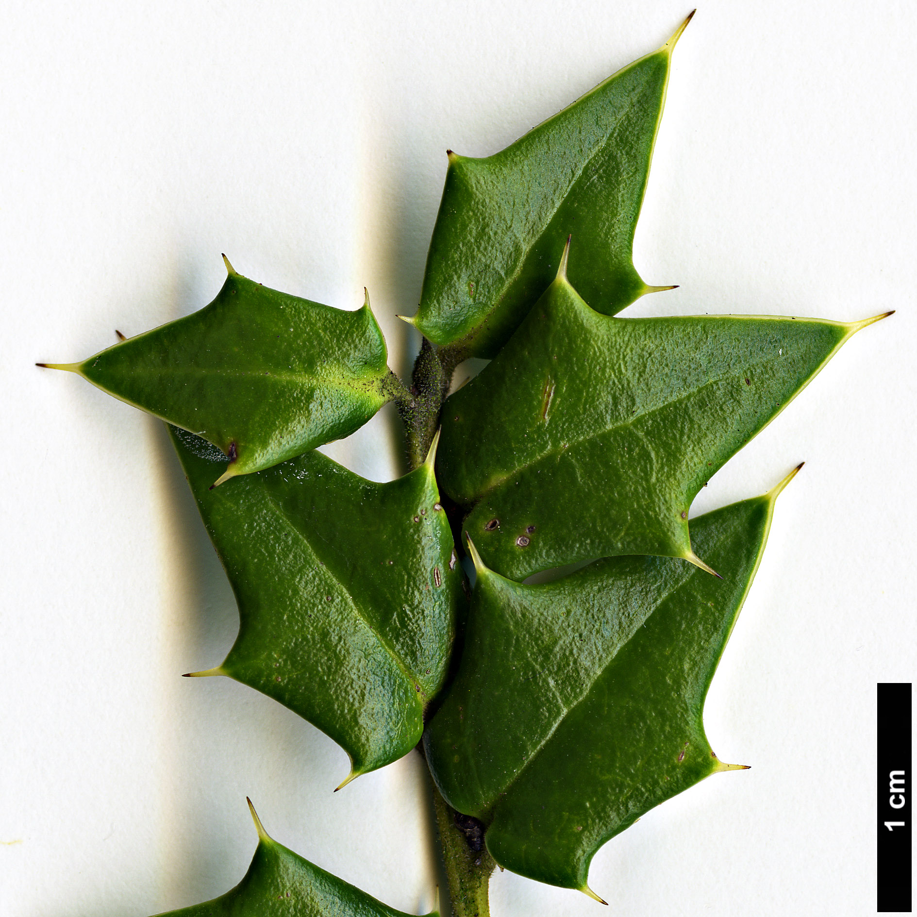 High resolution image: Family: Aquifoliaceae - Genus: Ilex - Taxon: pernyi